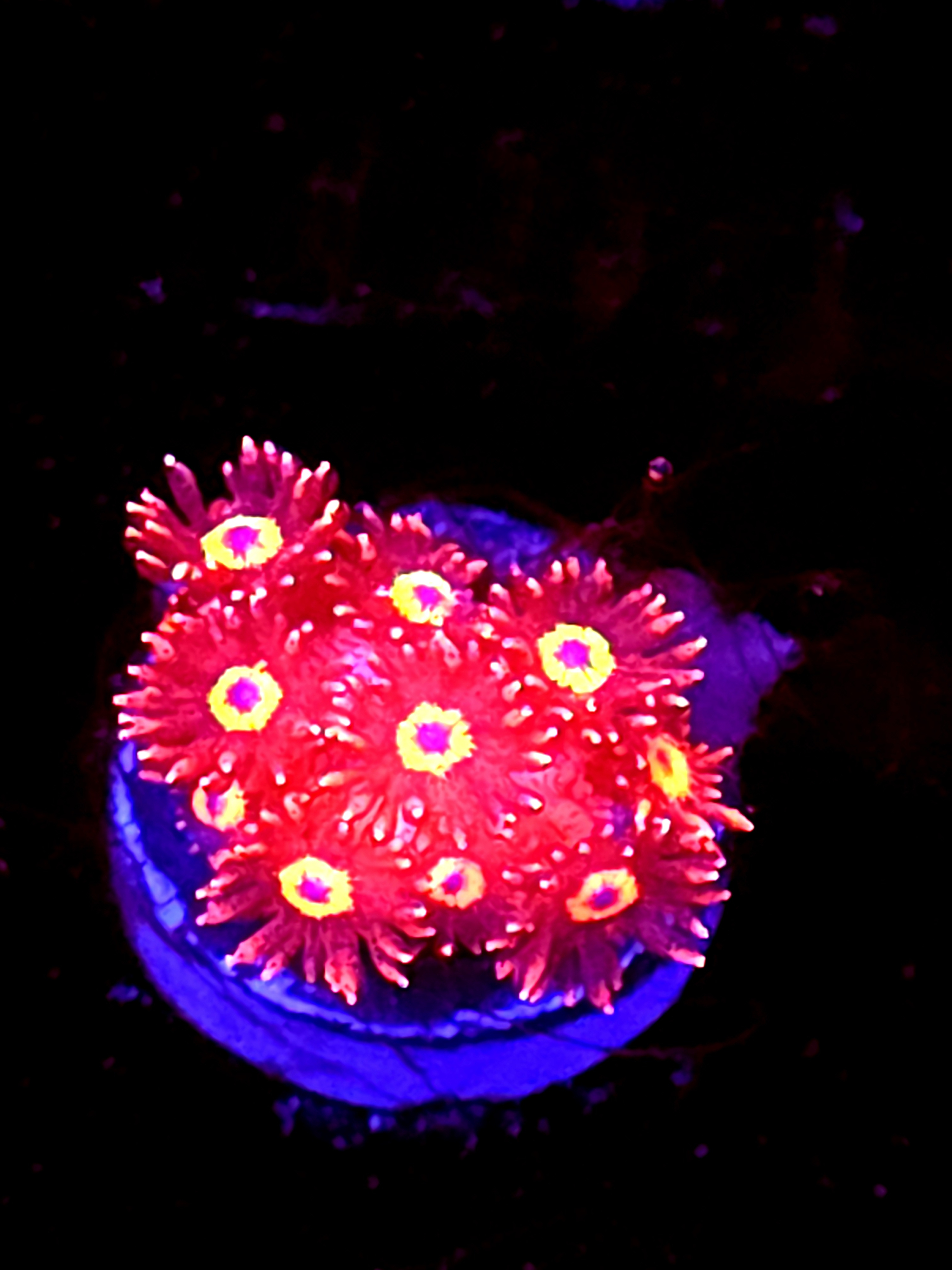 SBB "Titans Gaze" Goni Medium