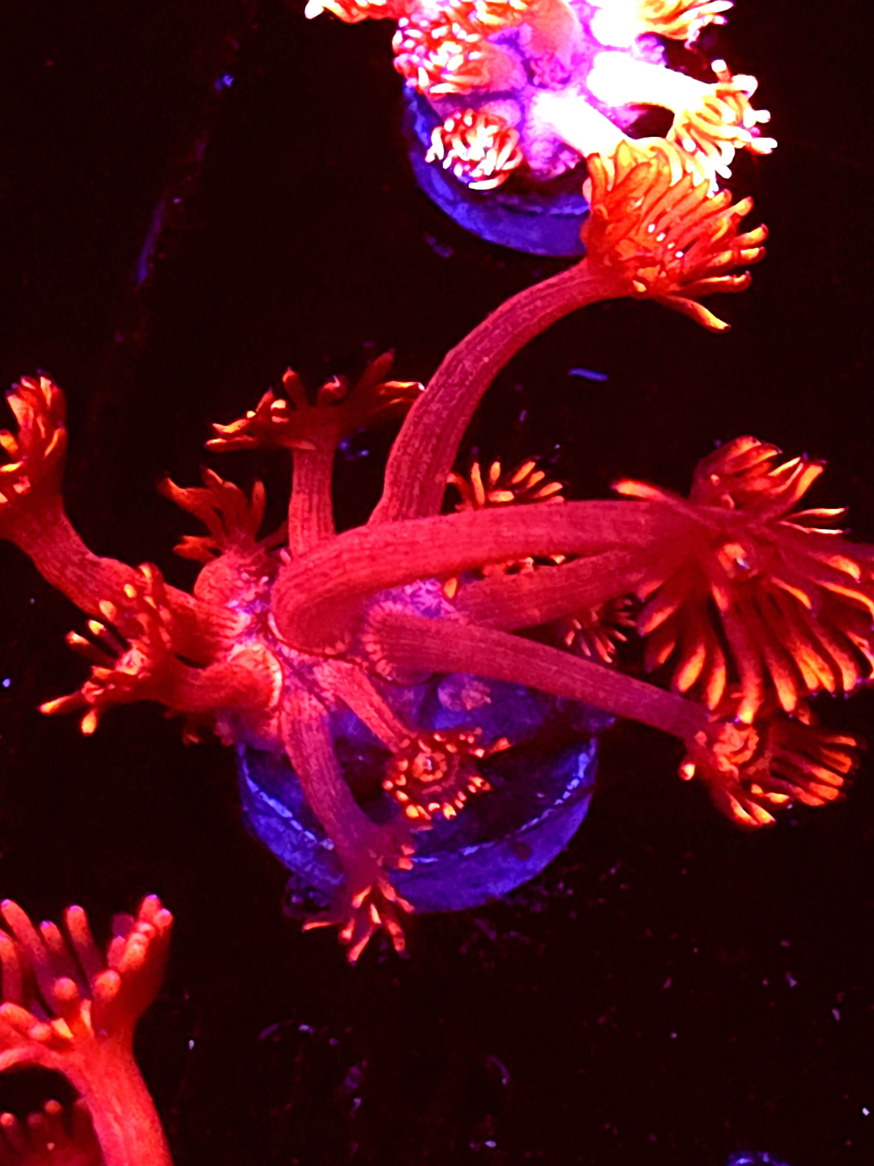 SBB "Aurora Prism" Goni Medium