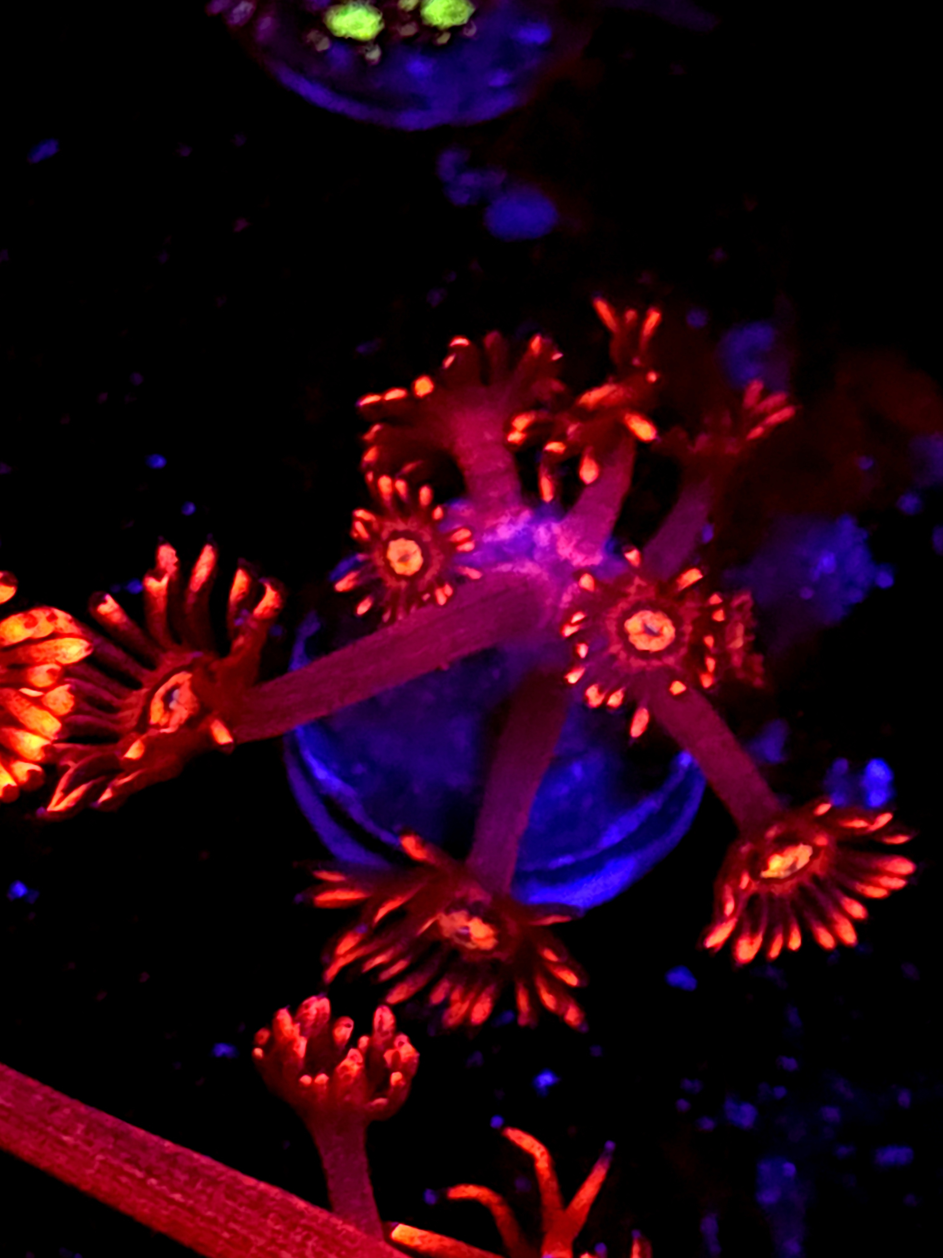 SBB "Aurora Prism" Goni Small