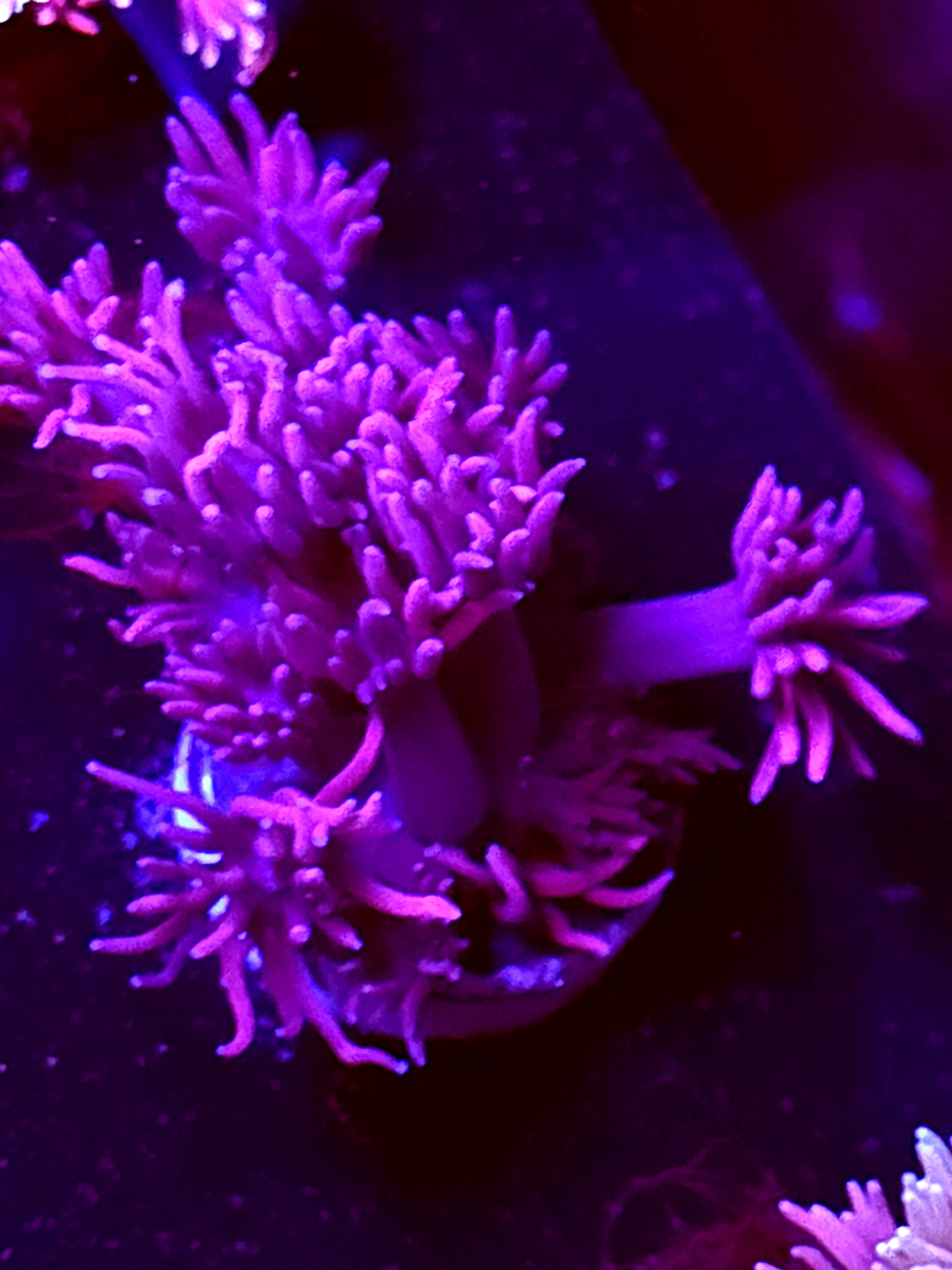 SBB "Twinkle Garden" Goni Medium