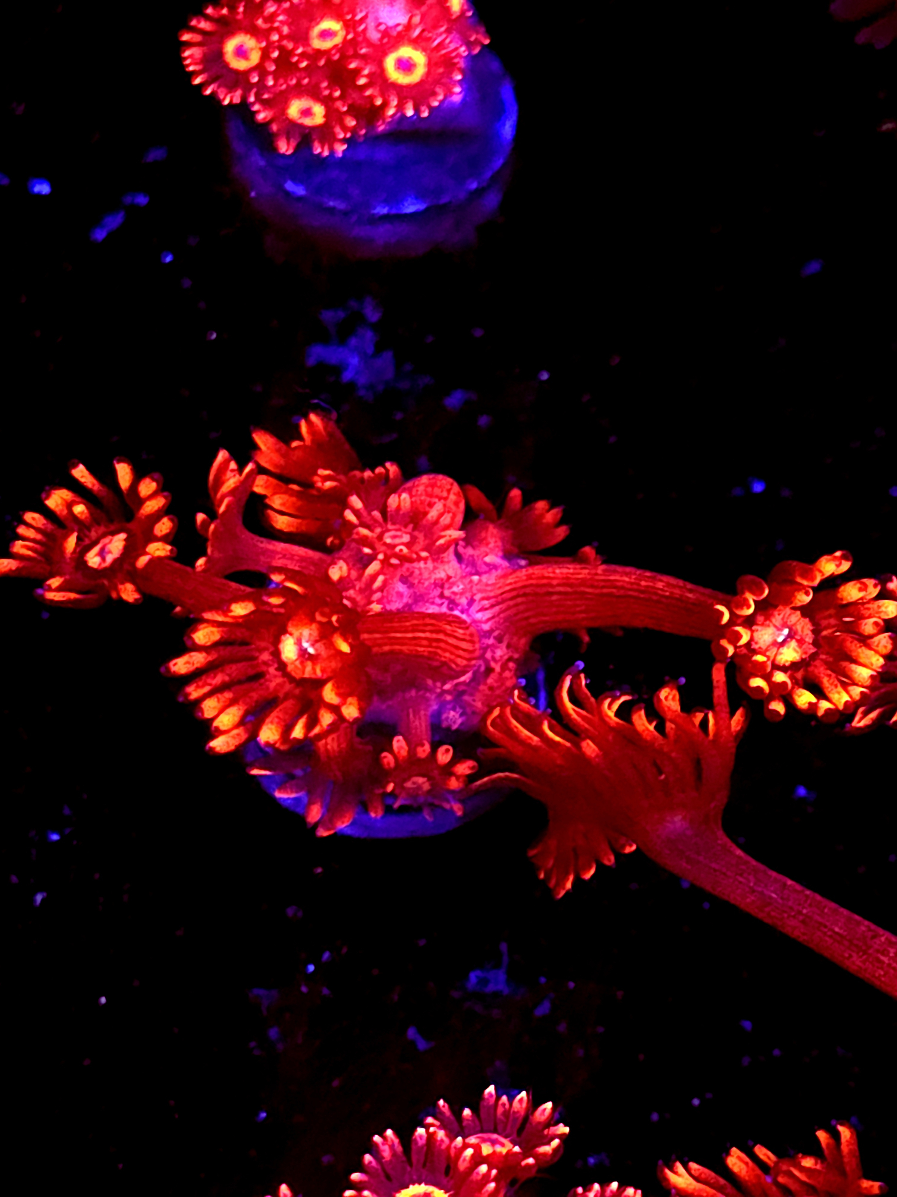 SBB "Aurora Prism" Goni Medium