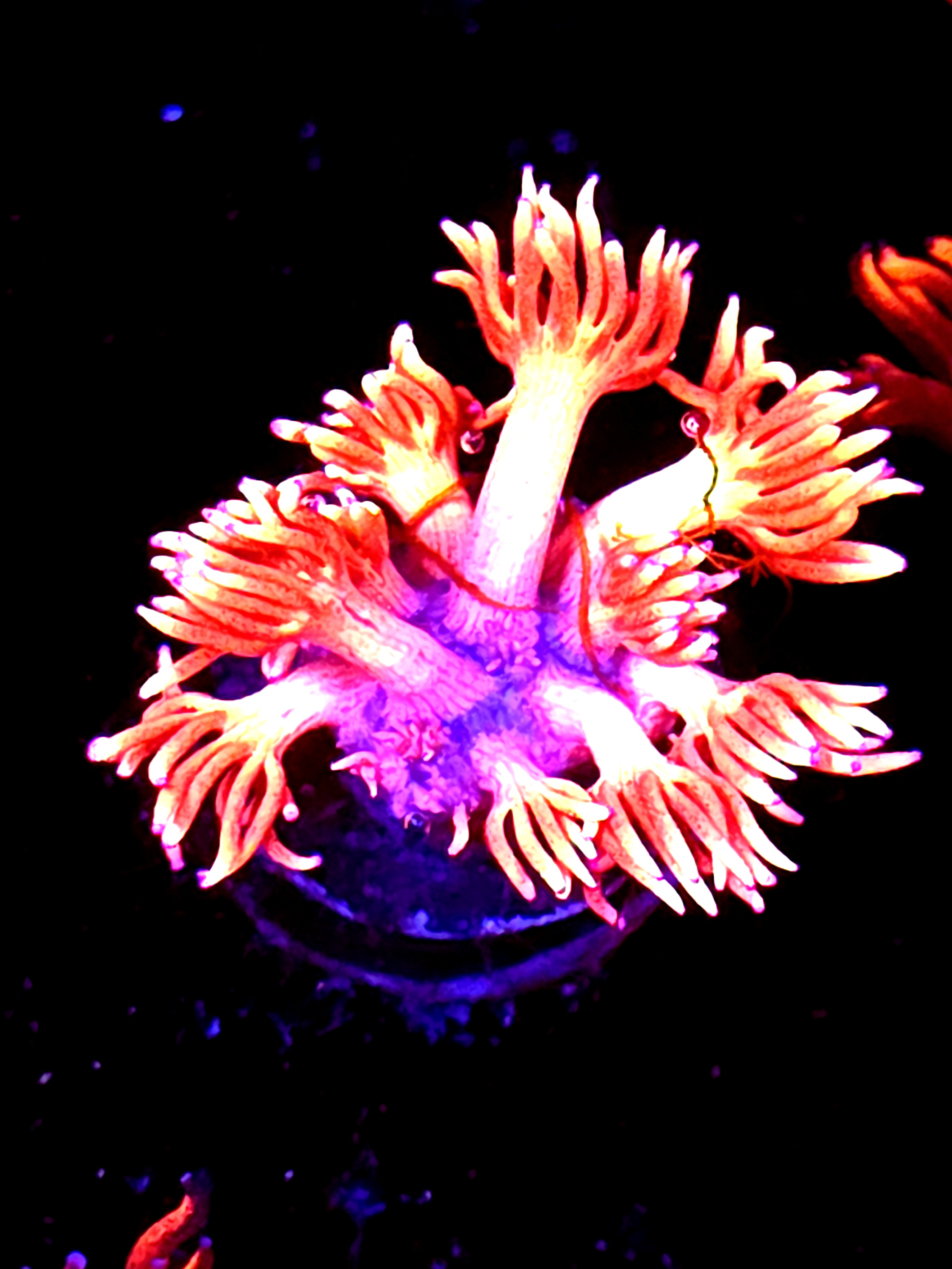 SBB "Titan opal" Goni Medium