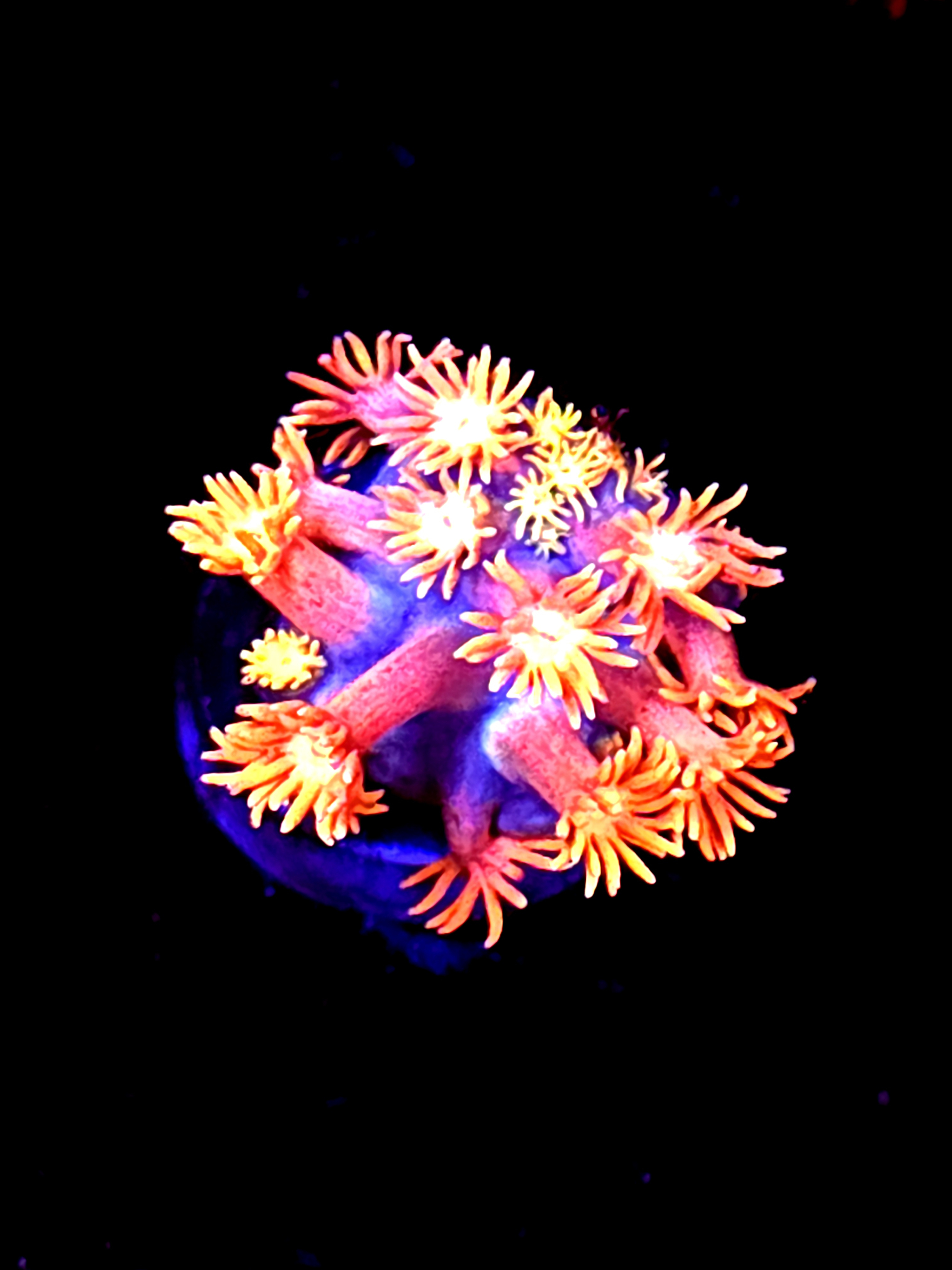 SBB "Event Tide" Goni Large