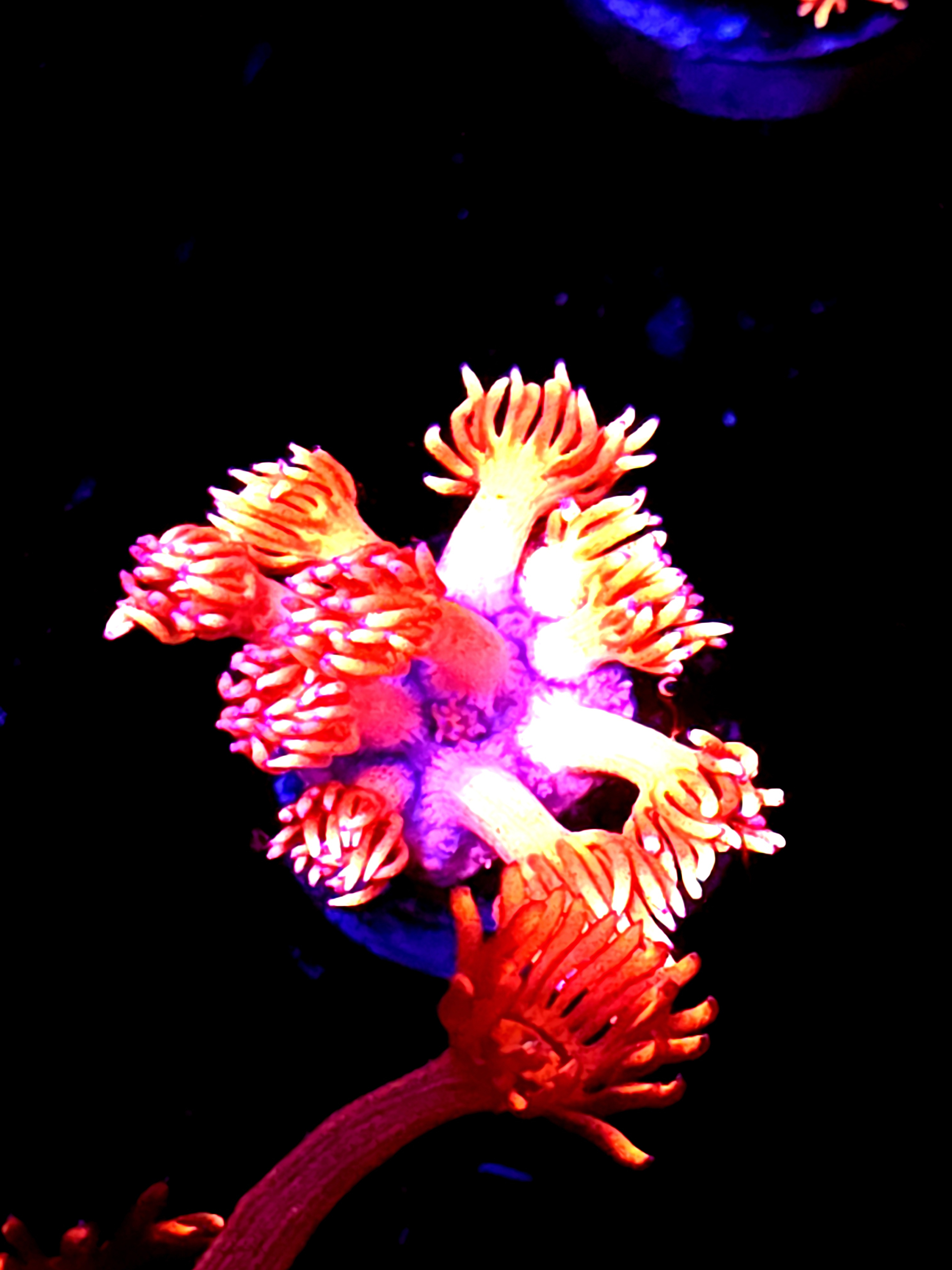 SBB "Titan Opal" Goni Medium