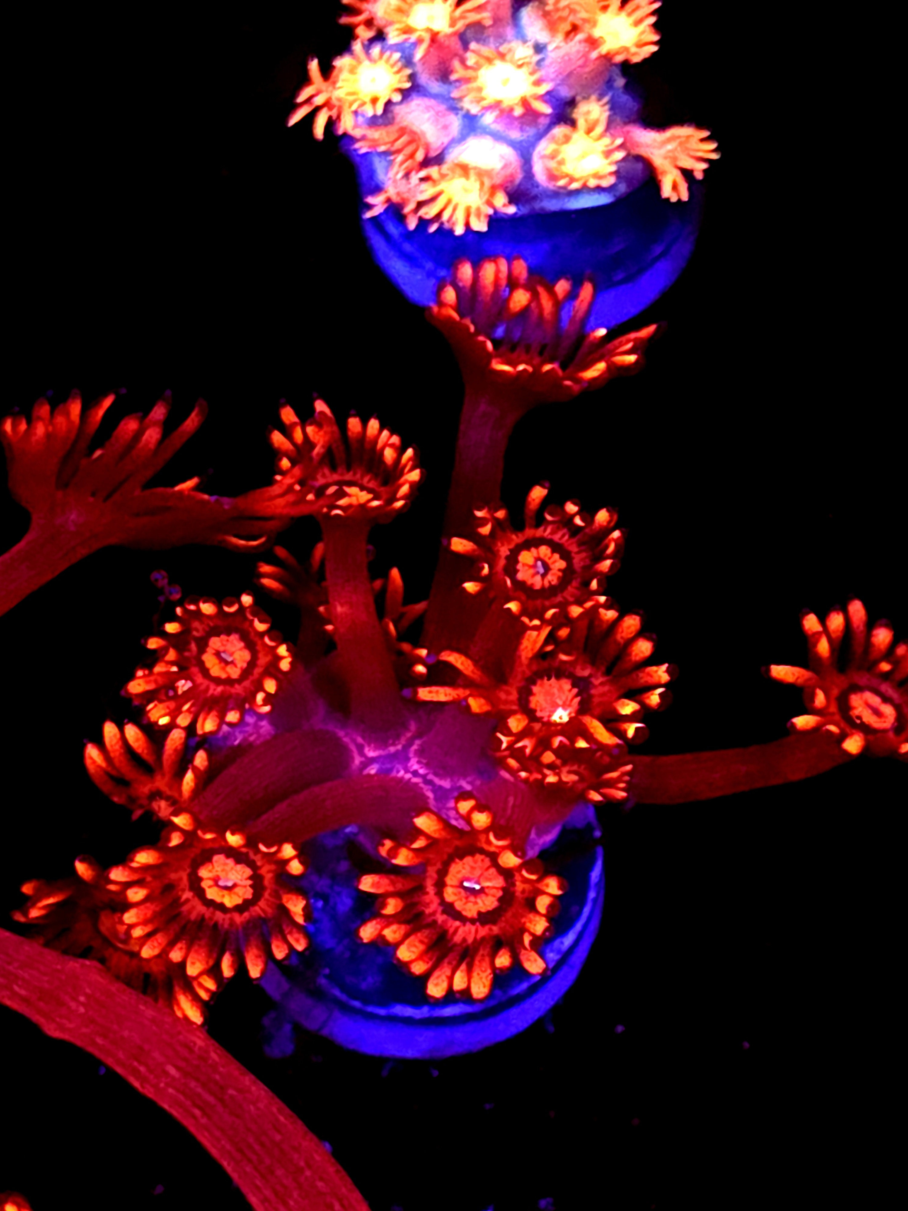 SBB "Aurora Prism" Goni Medium