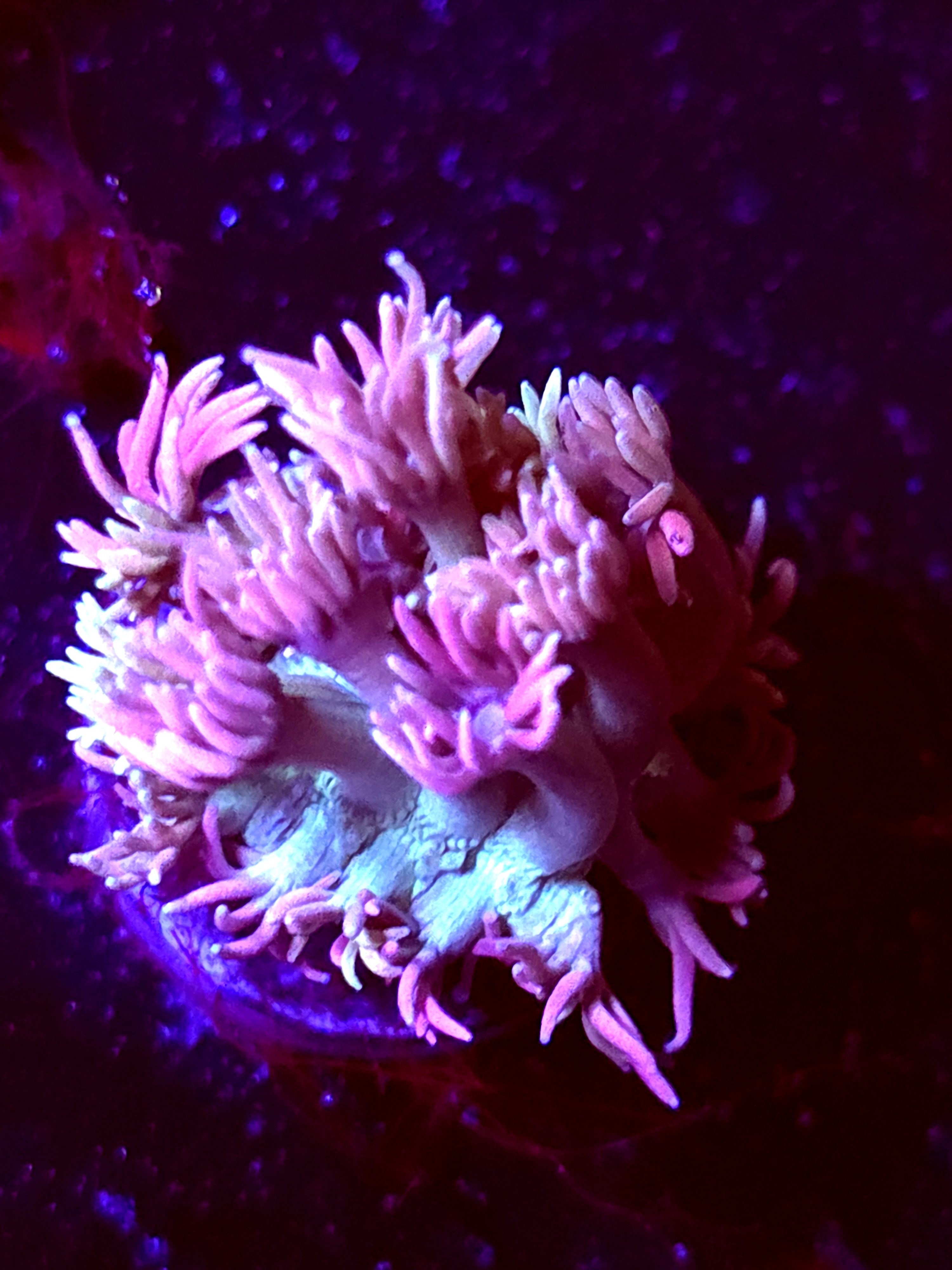 SBB Bubble Nectar" Goni Medium