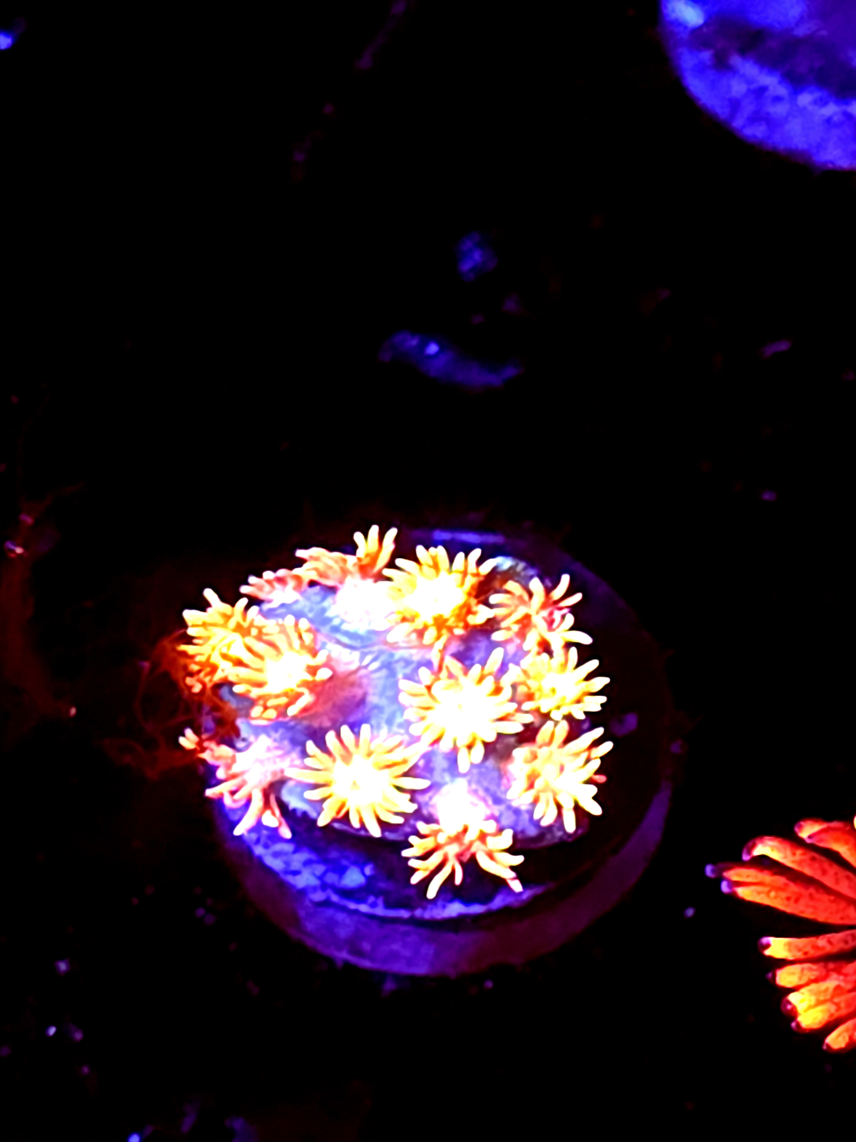 SBB "Event Tide" Goni Medium