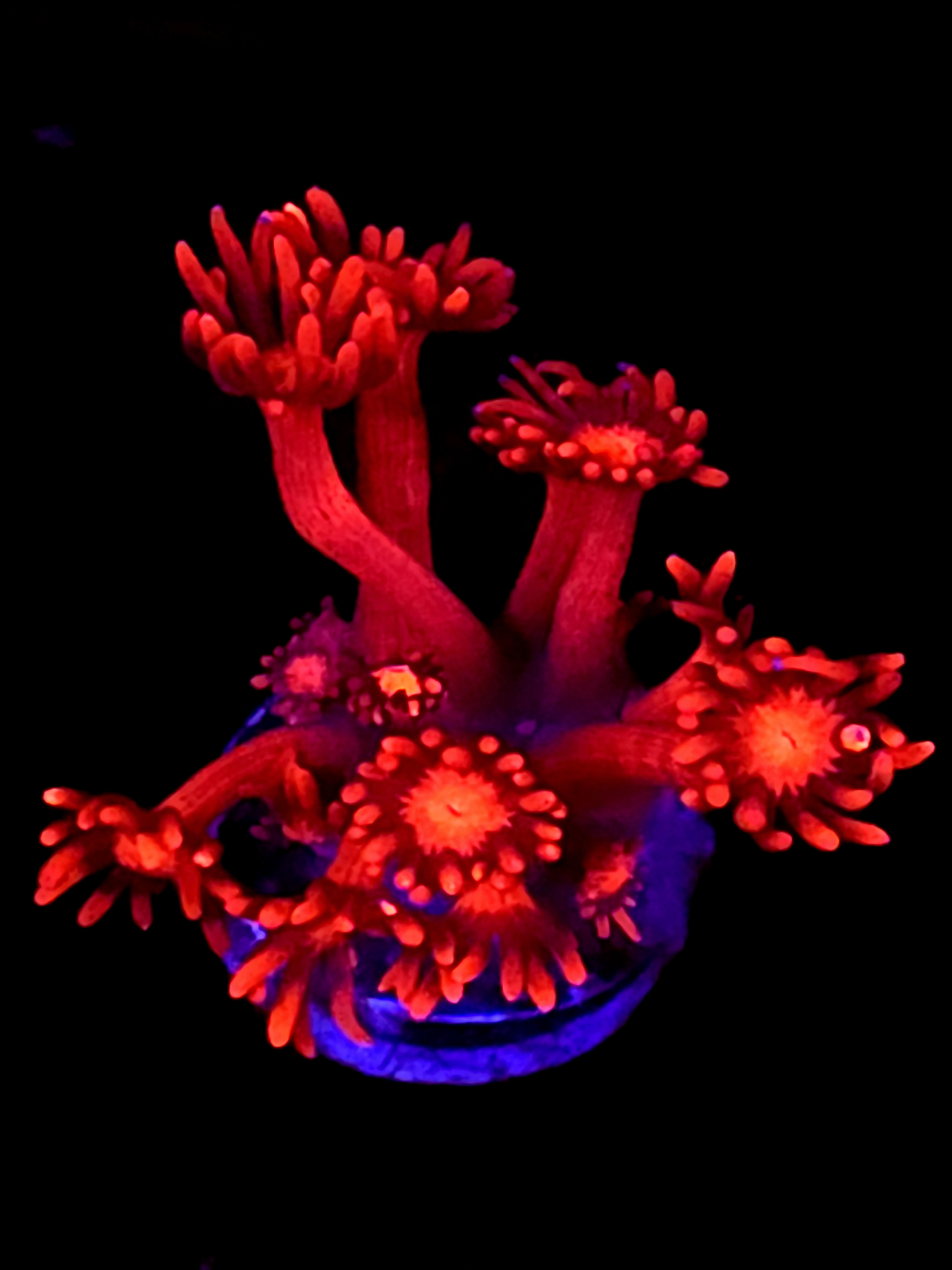 SBB "Chromadust" Goni Medium