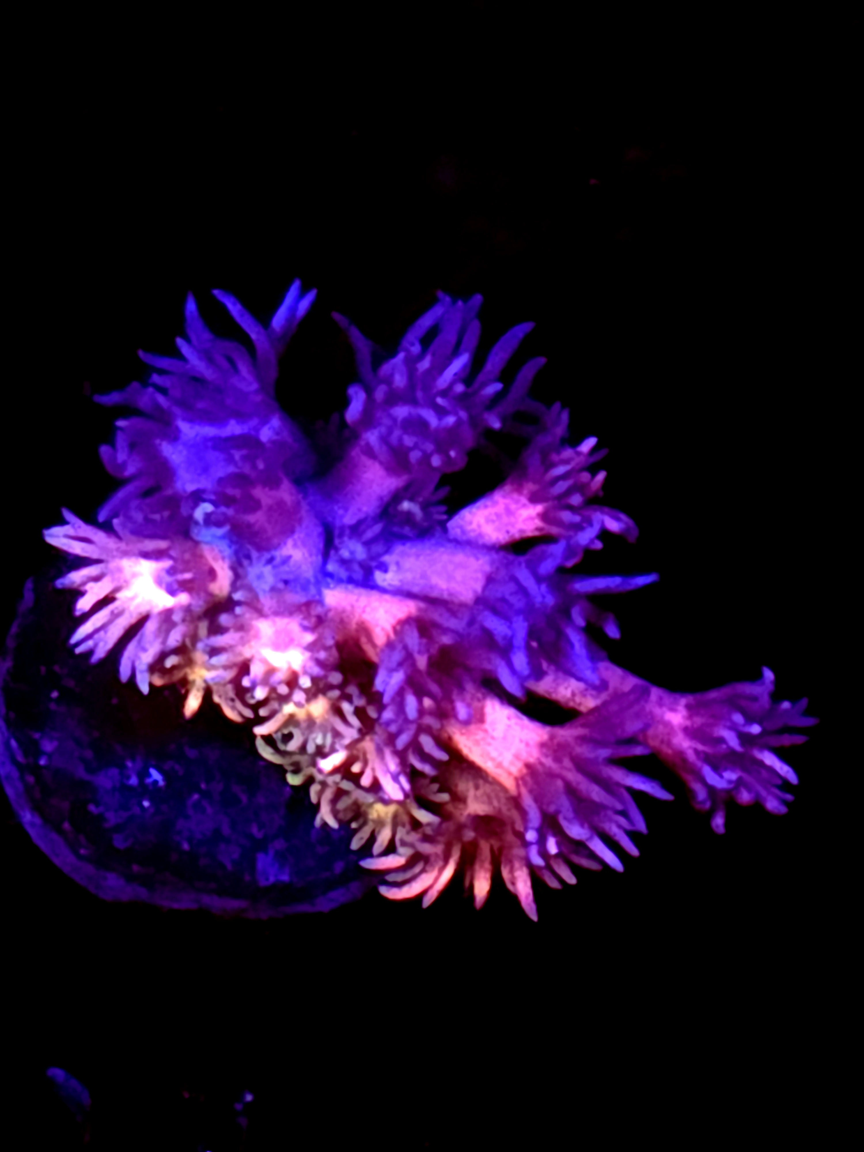 SBB "Burn Chill" Goni Medium