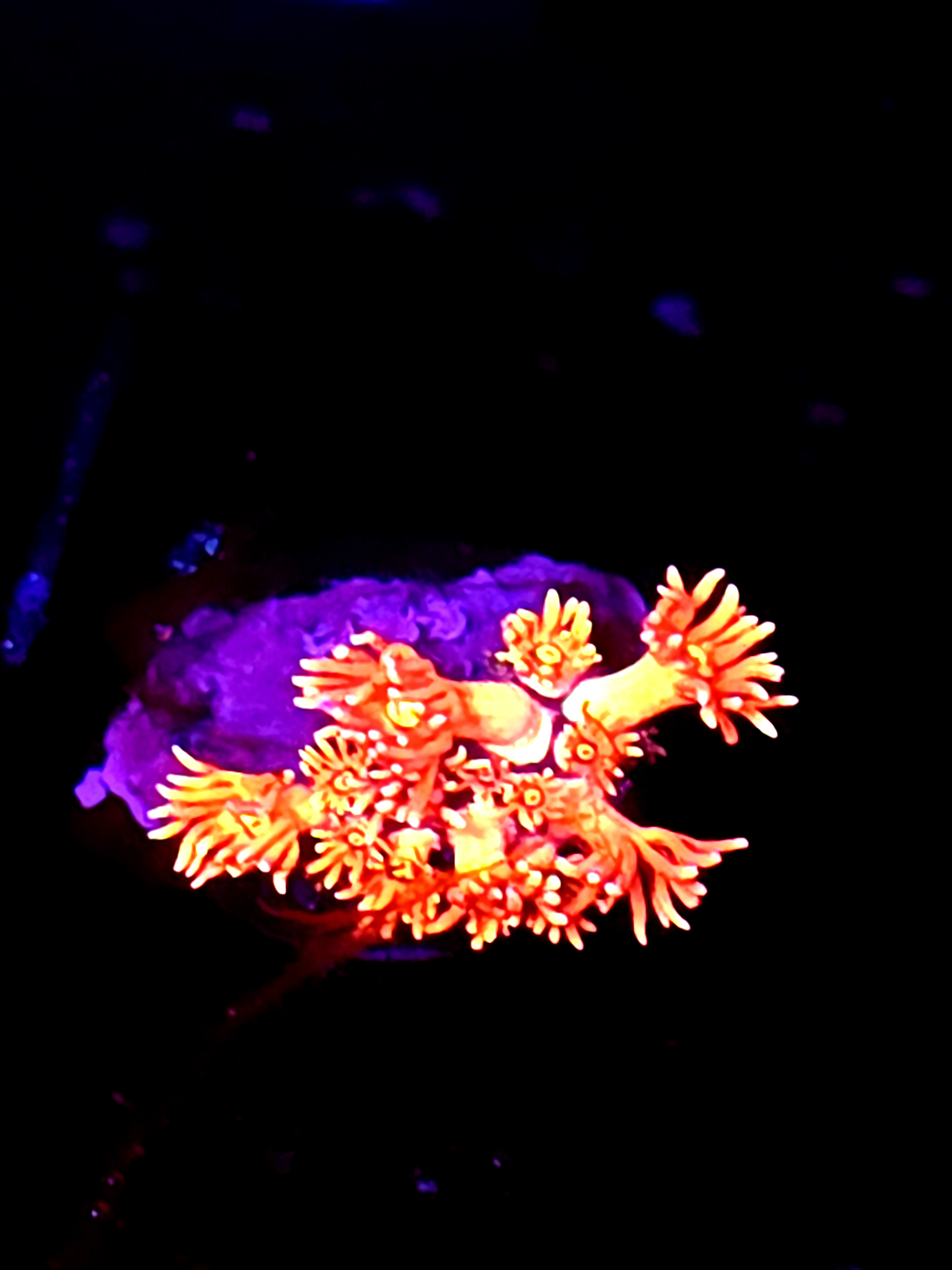 SBB "Mystery Signature" Goni Small