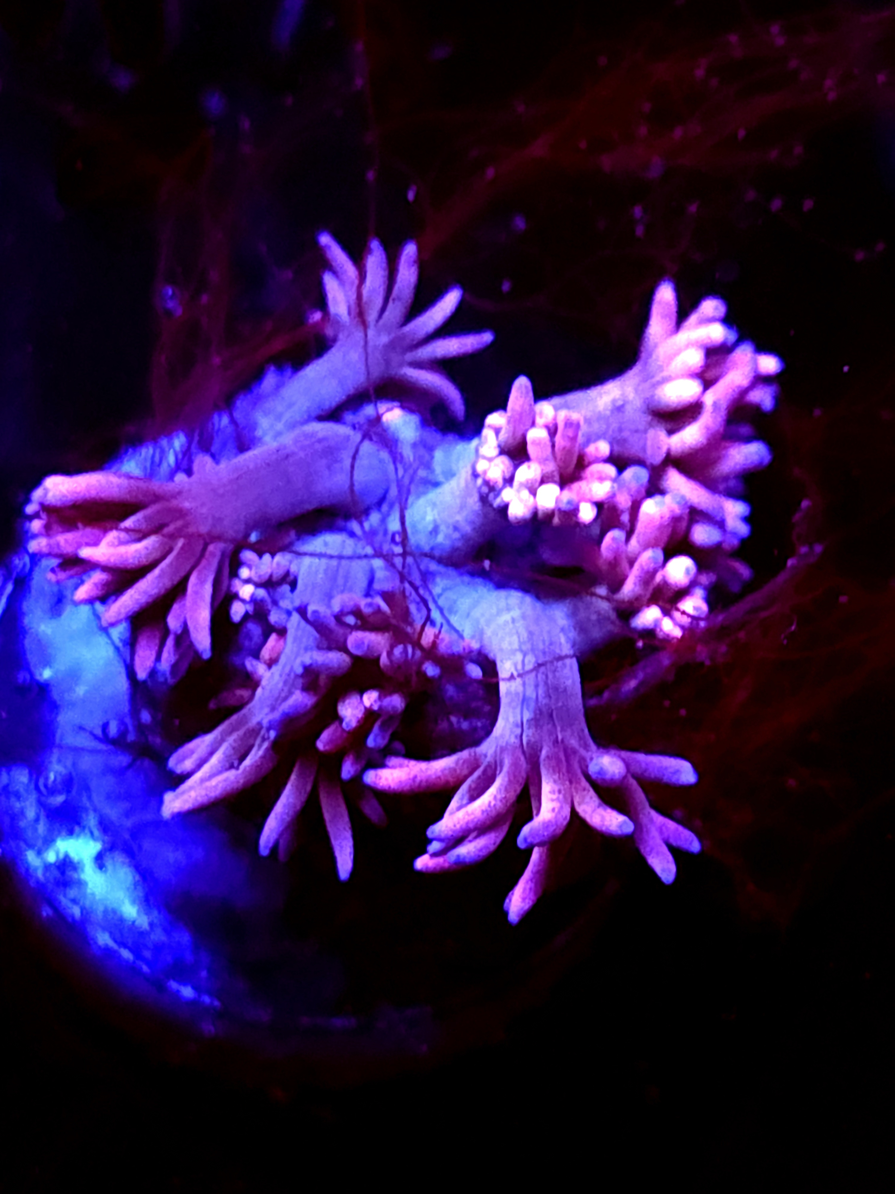 SBB "Sunset Fizz" Goni Medium