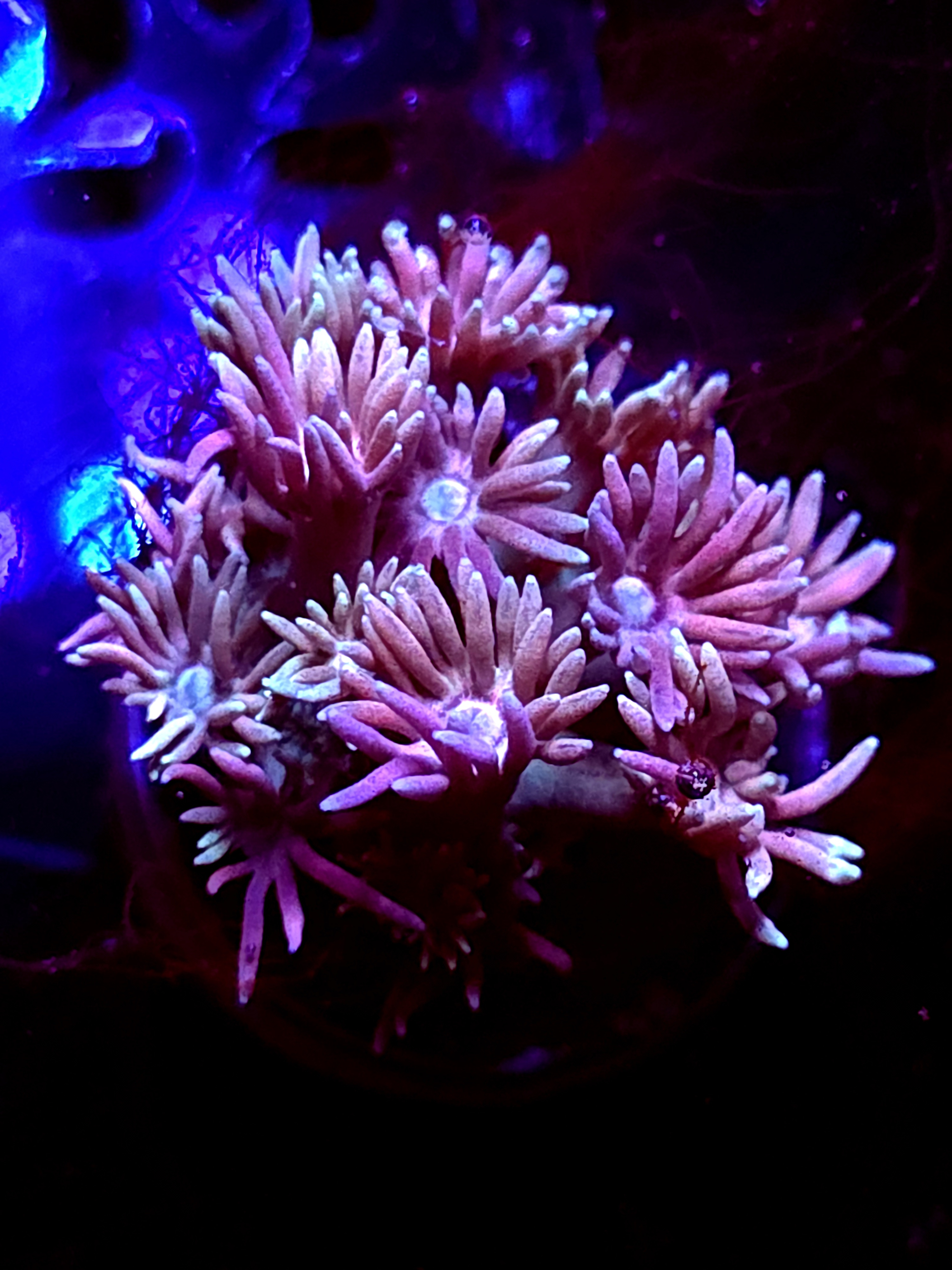 SBB "Bubble Nectar" Goni Medium