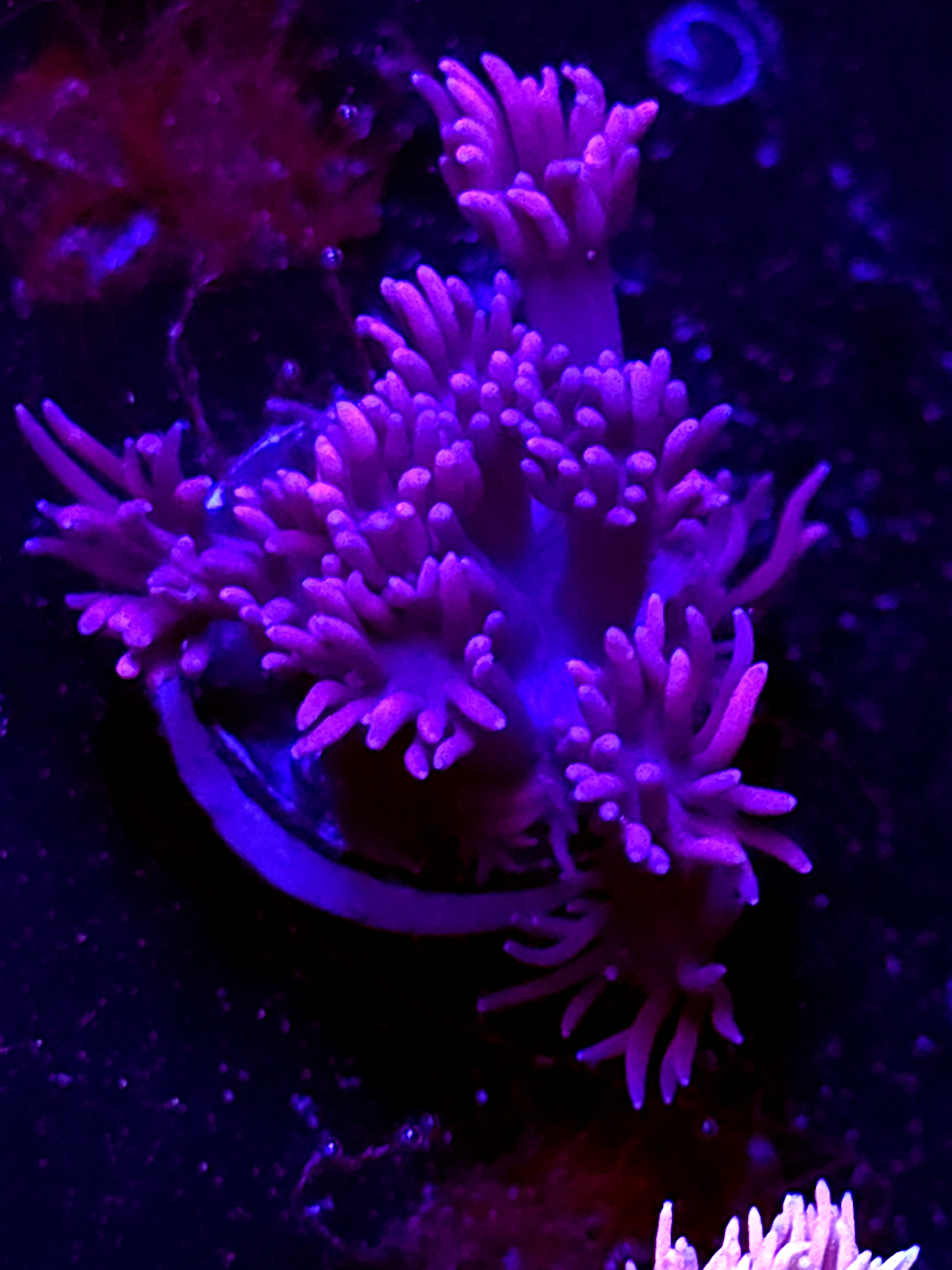 SBB "Twinkle Garden" Goni Medium