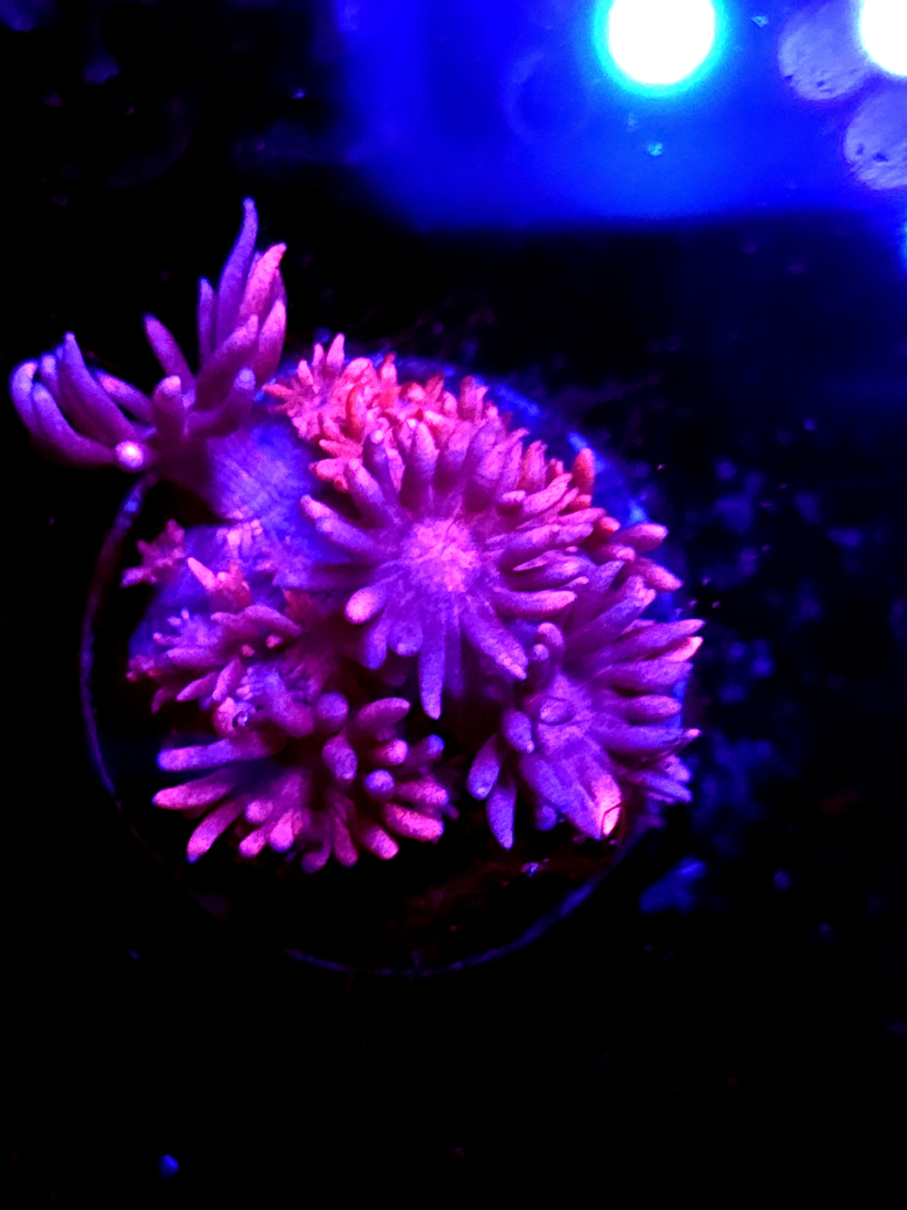 SBB "Cider Drift" Goni Medium