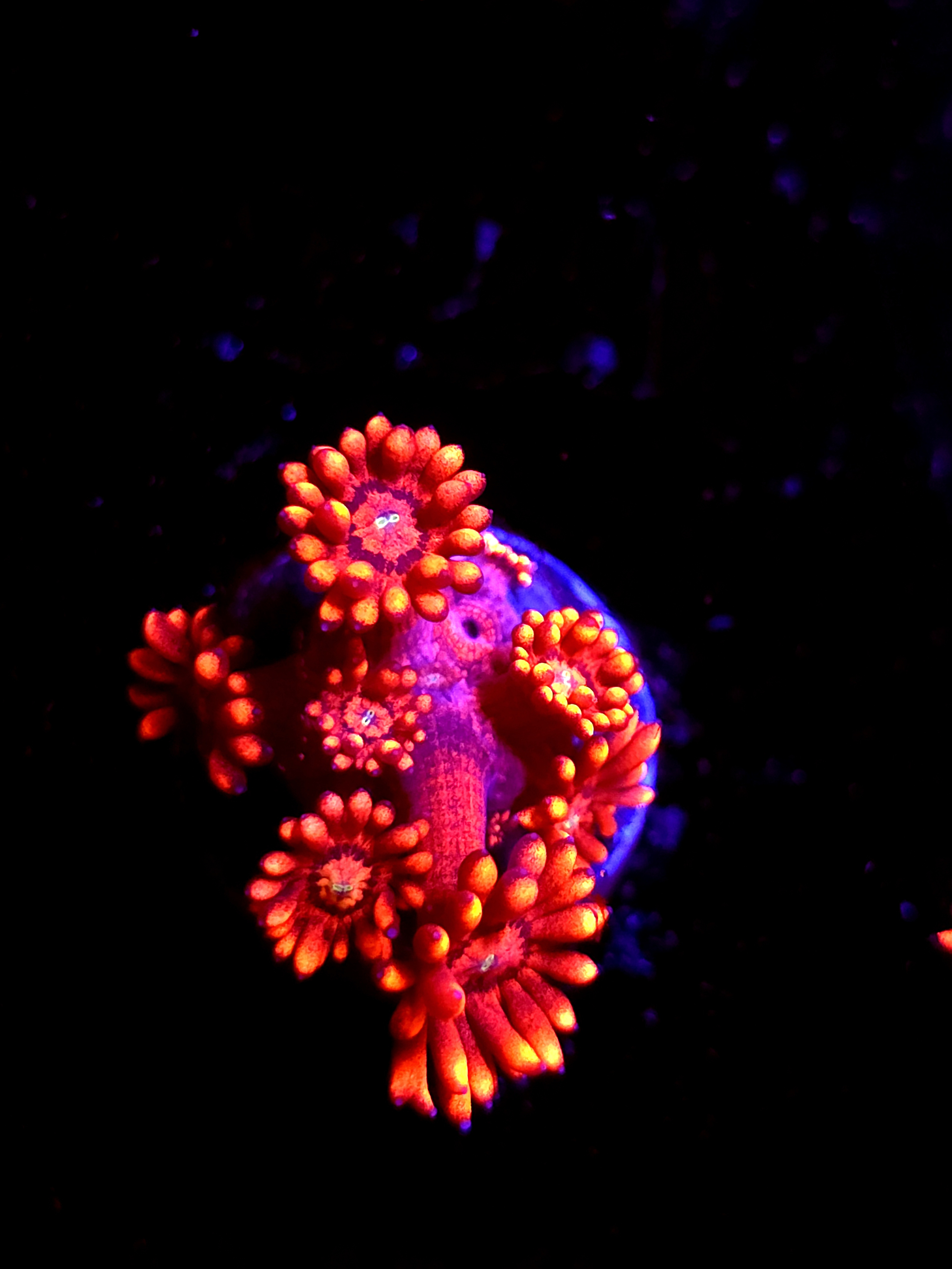 SBB "Aurora Prism" Goni Small