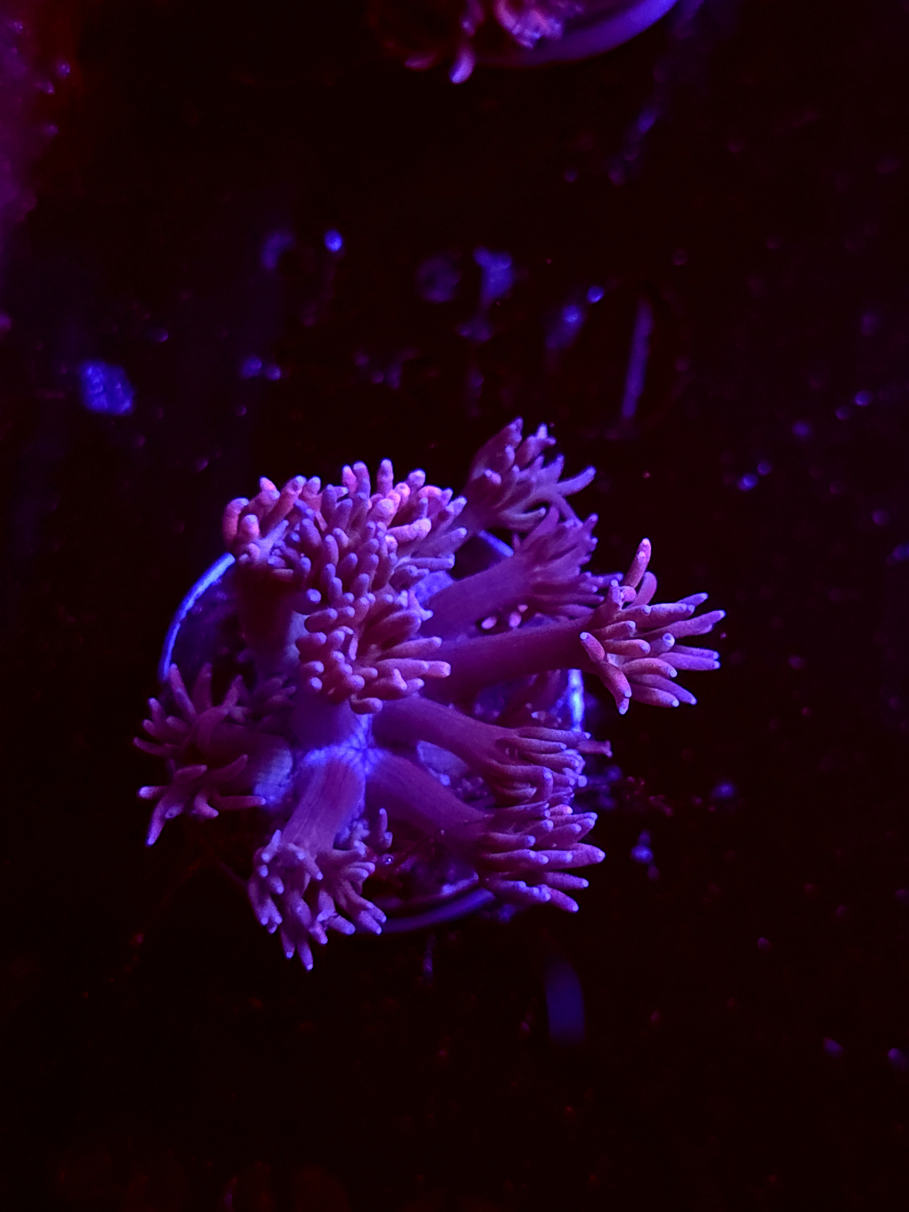 SBB "Sunset Fizz" Goni Medium