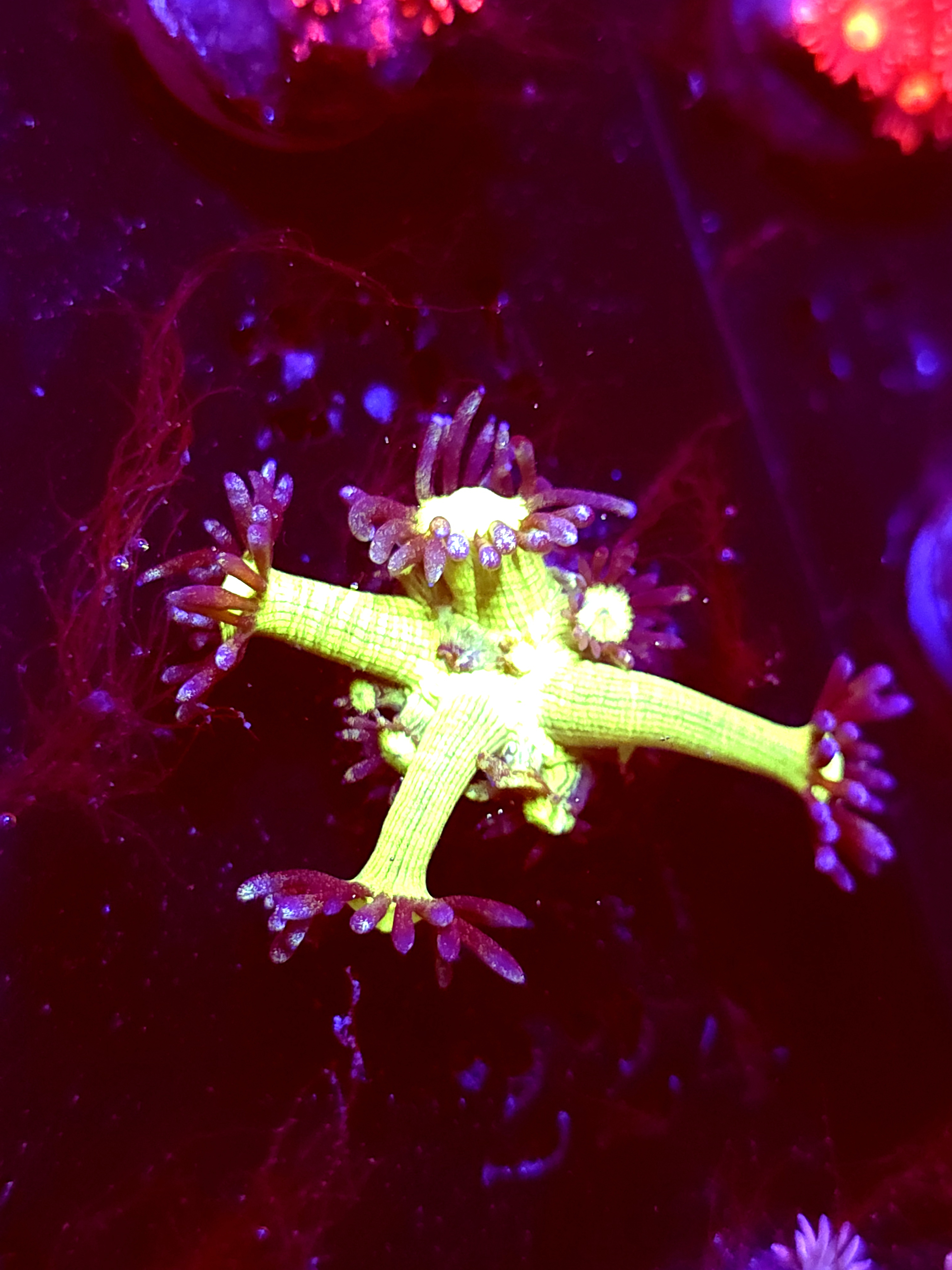 SBB "Gemstone" Goni Small