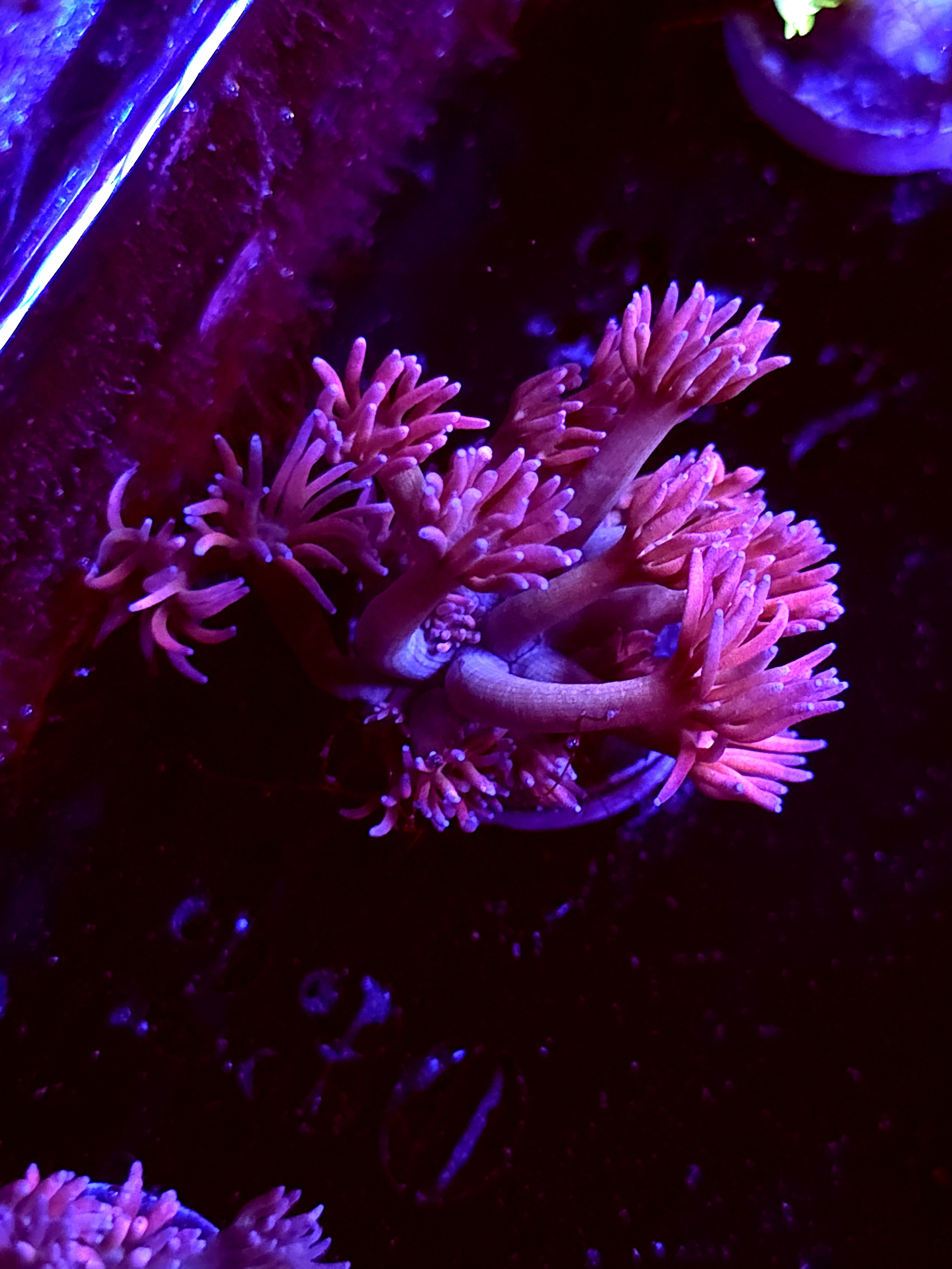 SBB "Sunset Fizz" Goni Medium