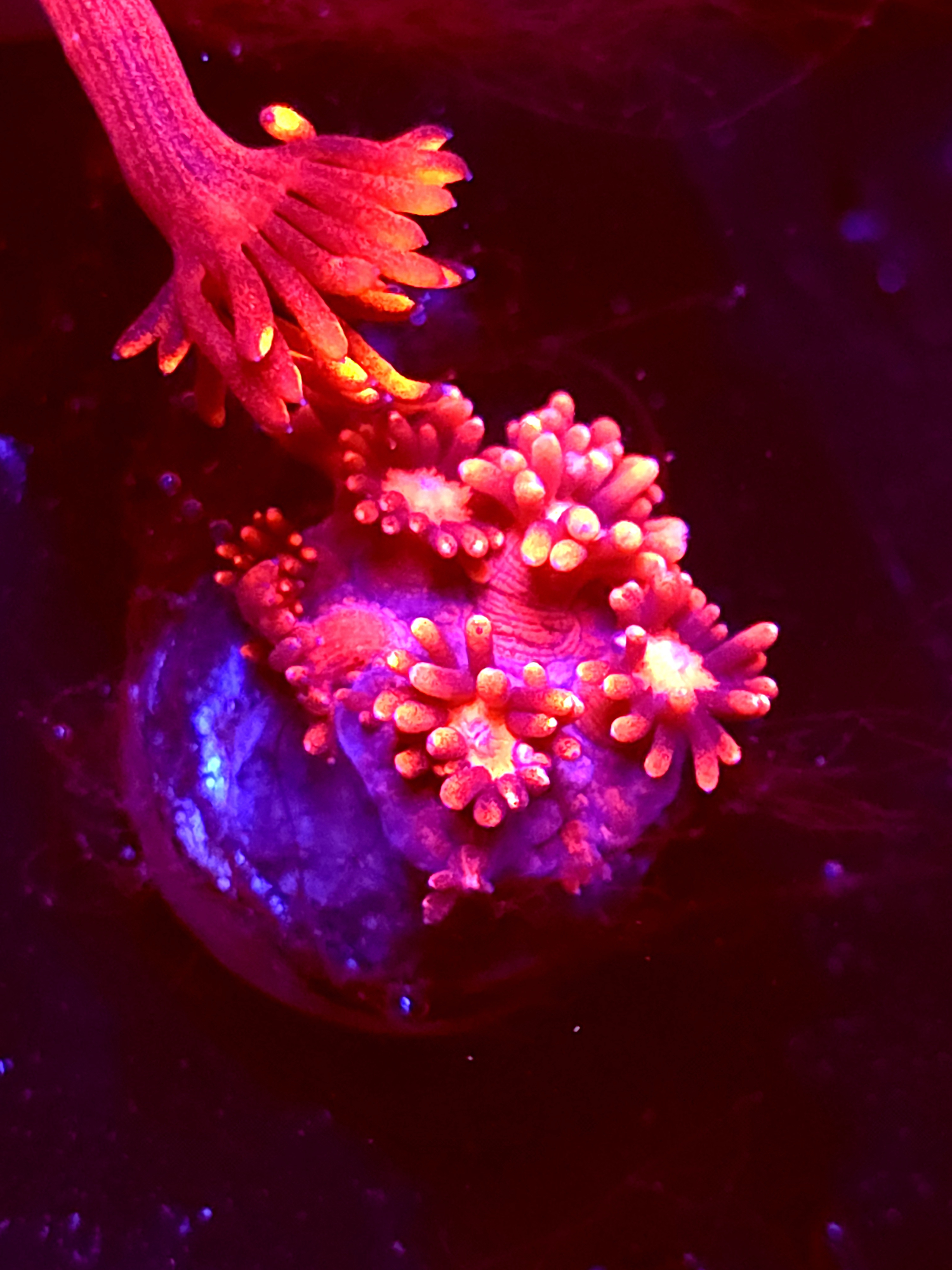 SBB "Mystery Signature" Goni Medium