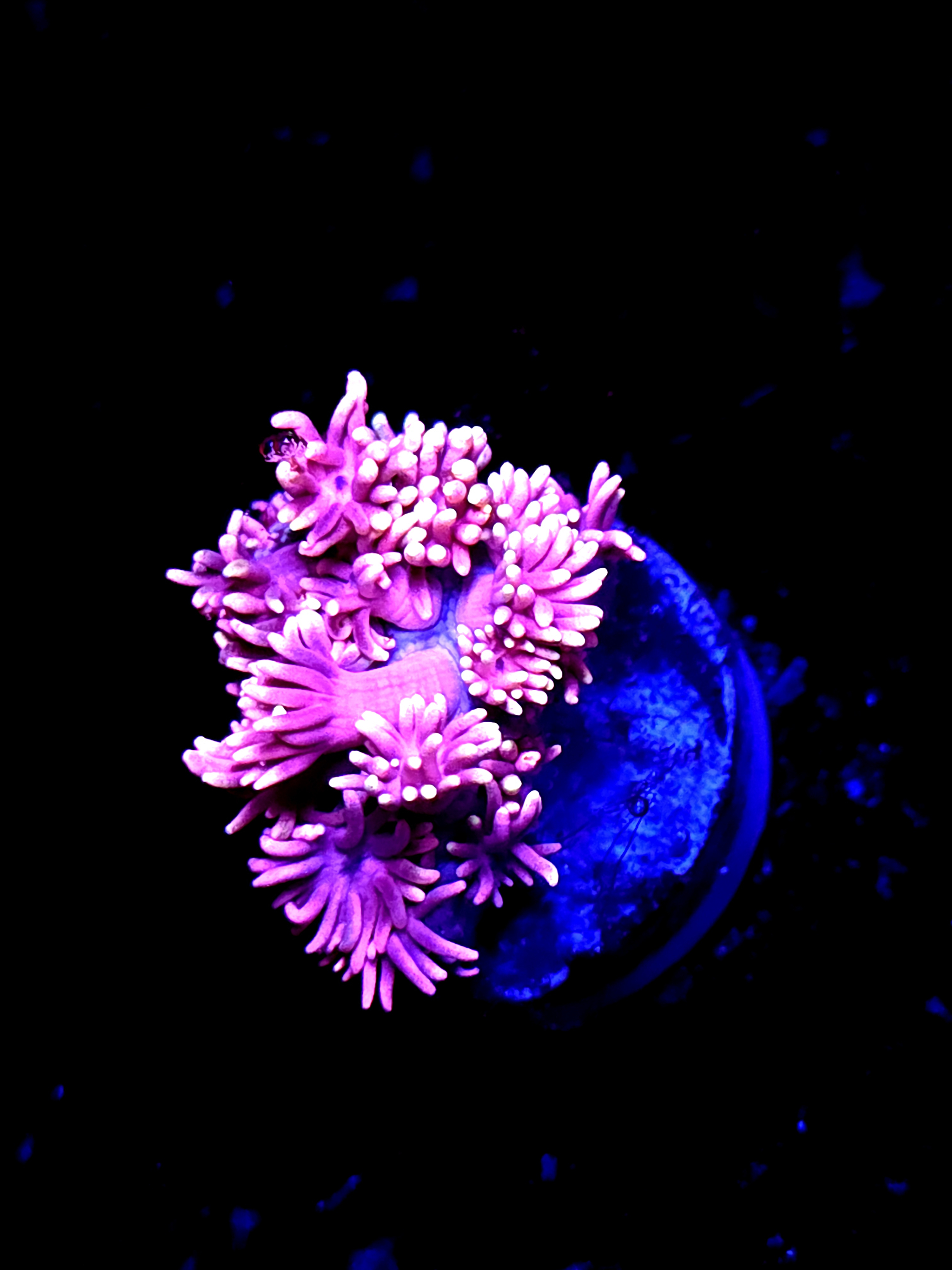 SBB "Flare Meadow" Goni Small