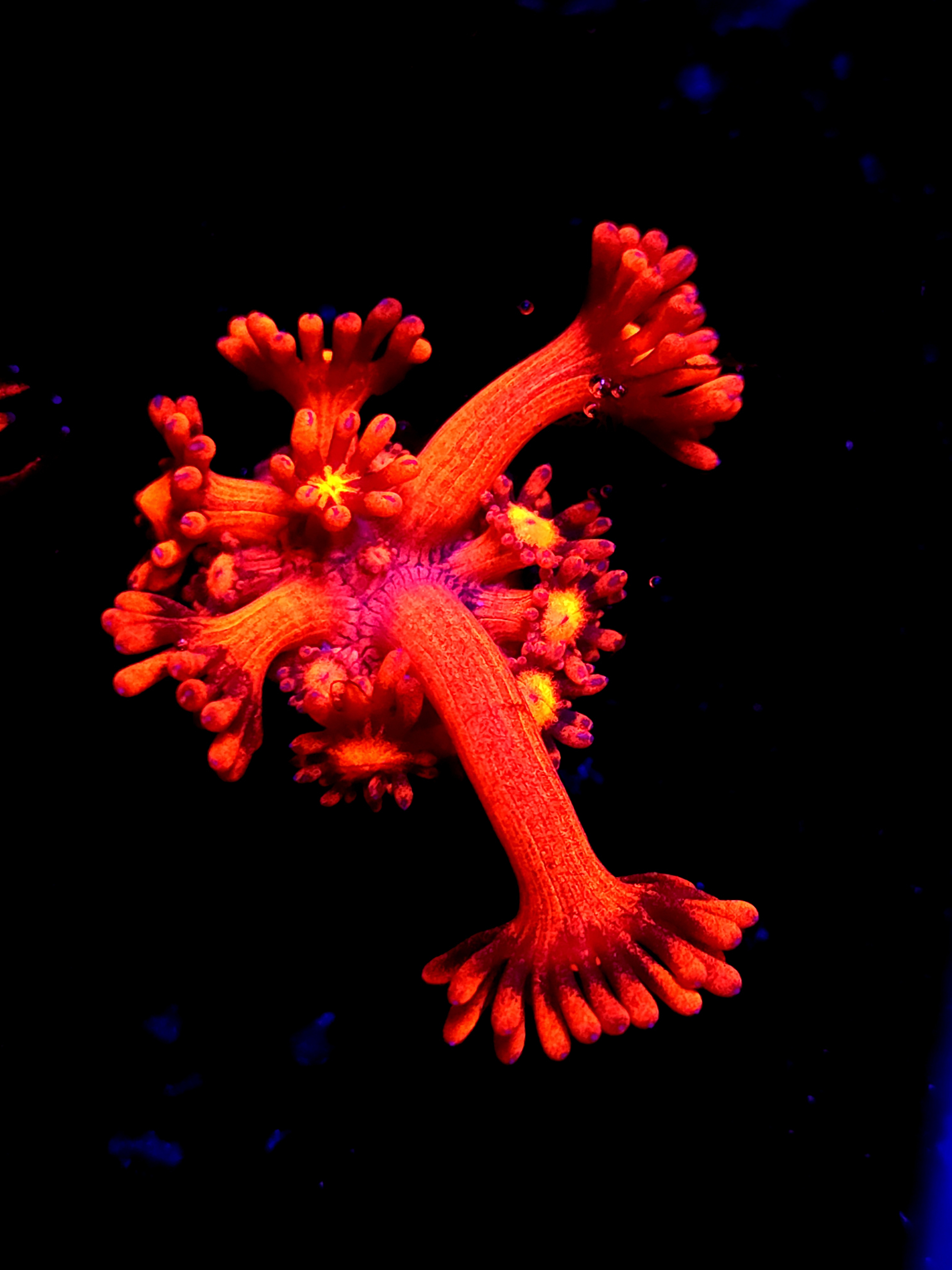 SBB "Red Dragon" Goni Medium