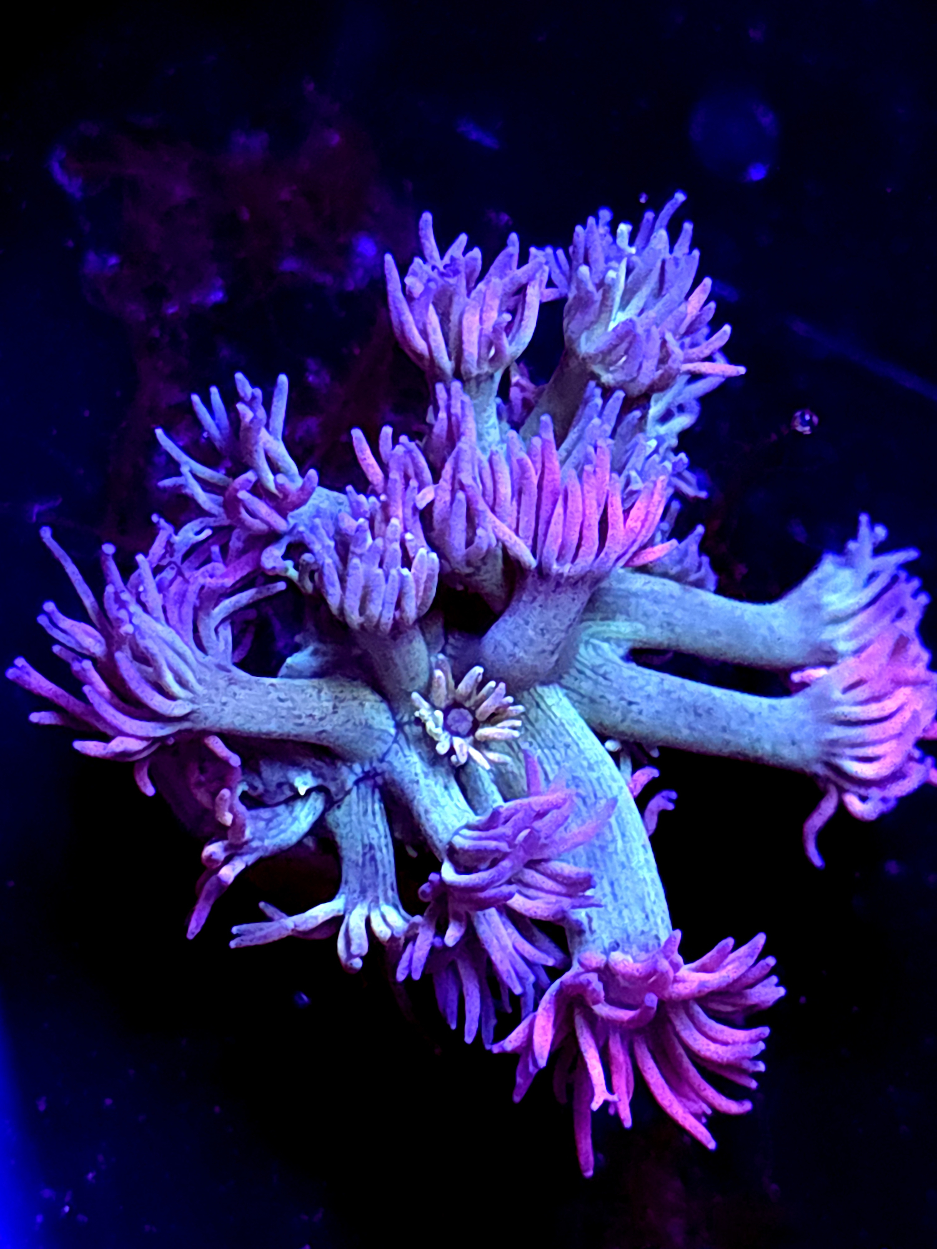 SBB "Neon Sundae" Goni Medium