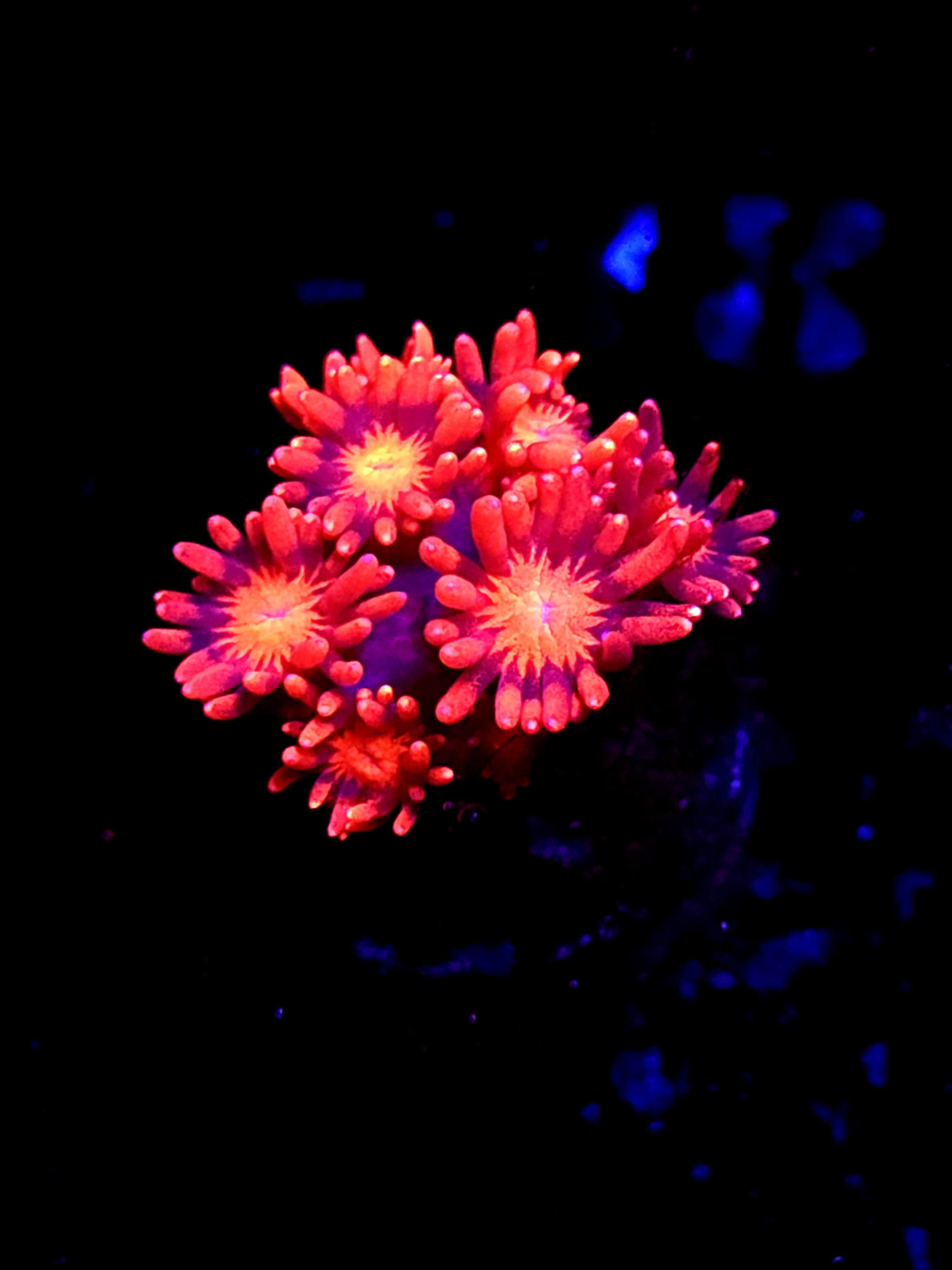 SBB "Veil Breaker" Goni Medium