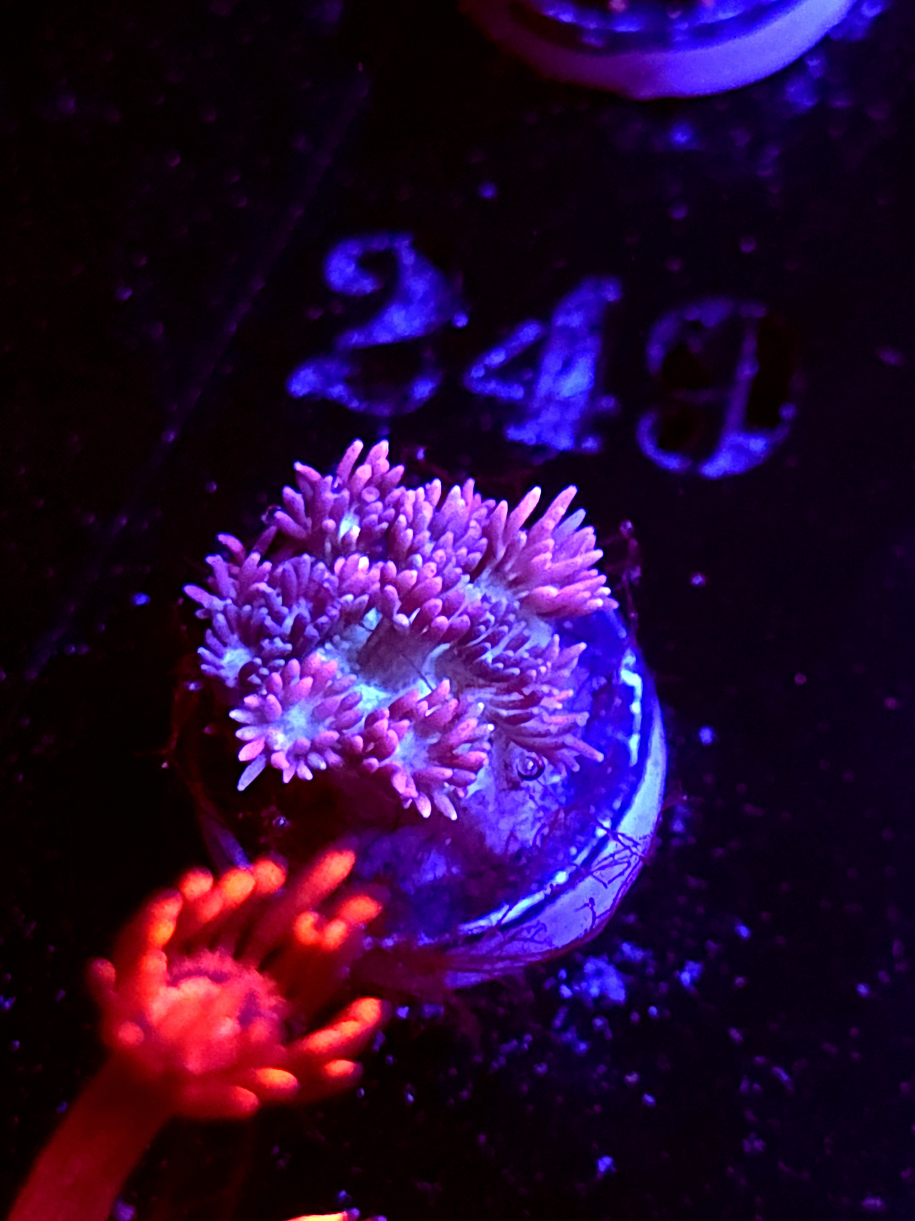 SBB "Mystery Signature" Goni Medium