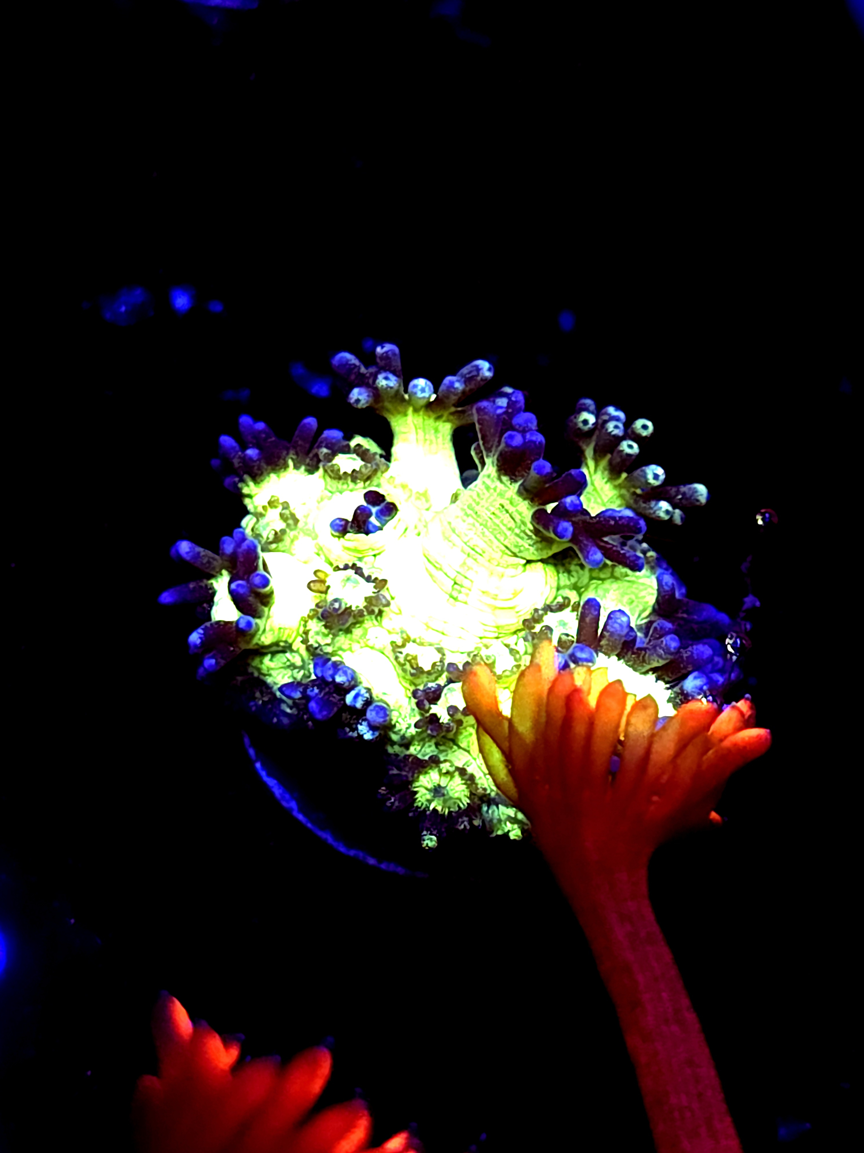 SBB "Gemstone" Goni Large