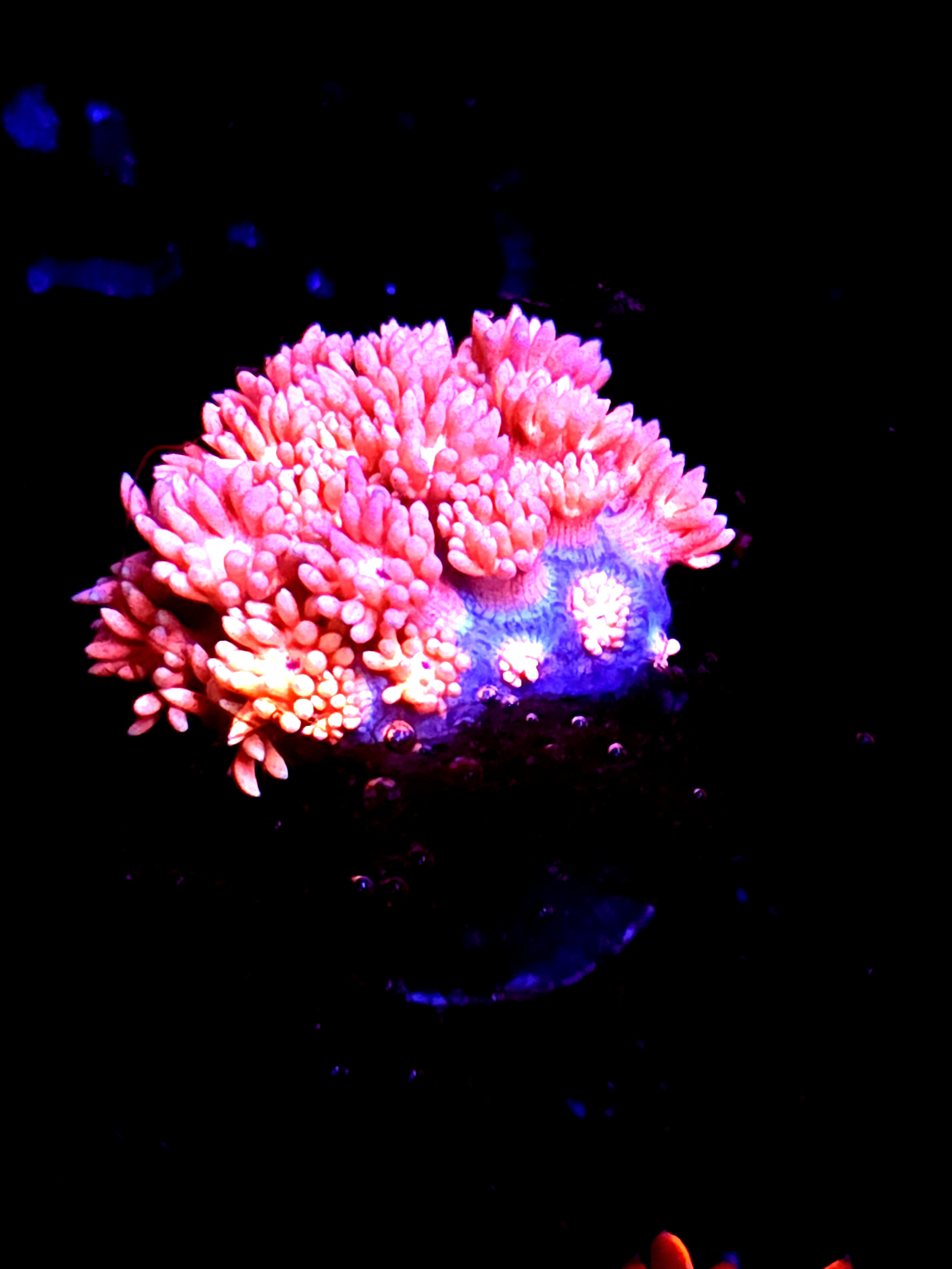 SBB "Drift Walker" Goni Large