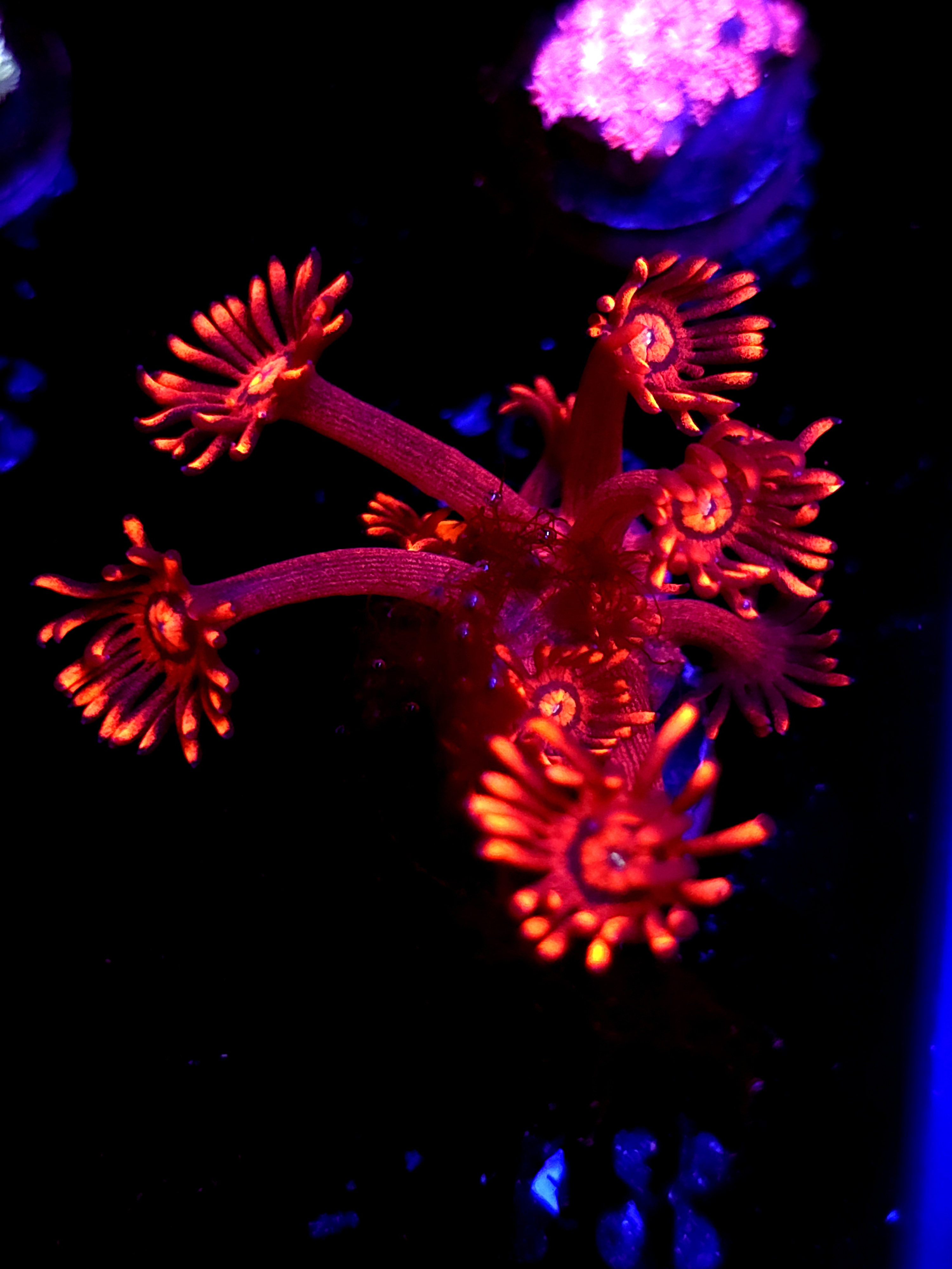 SBB "Aurora Prism" Goni Medium