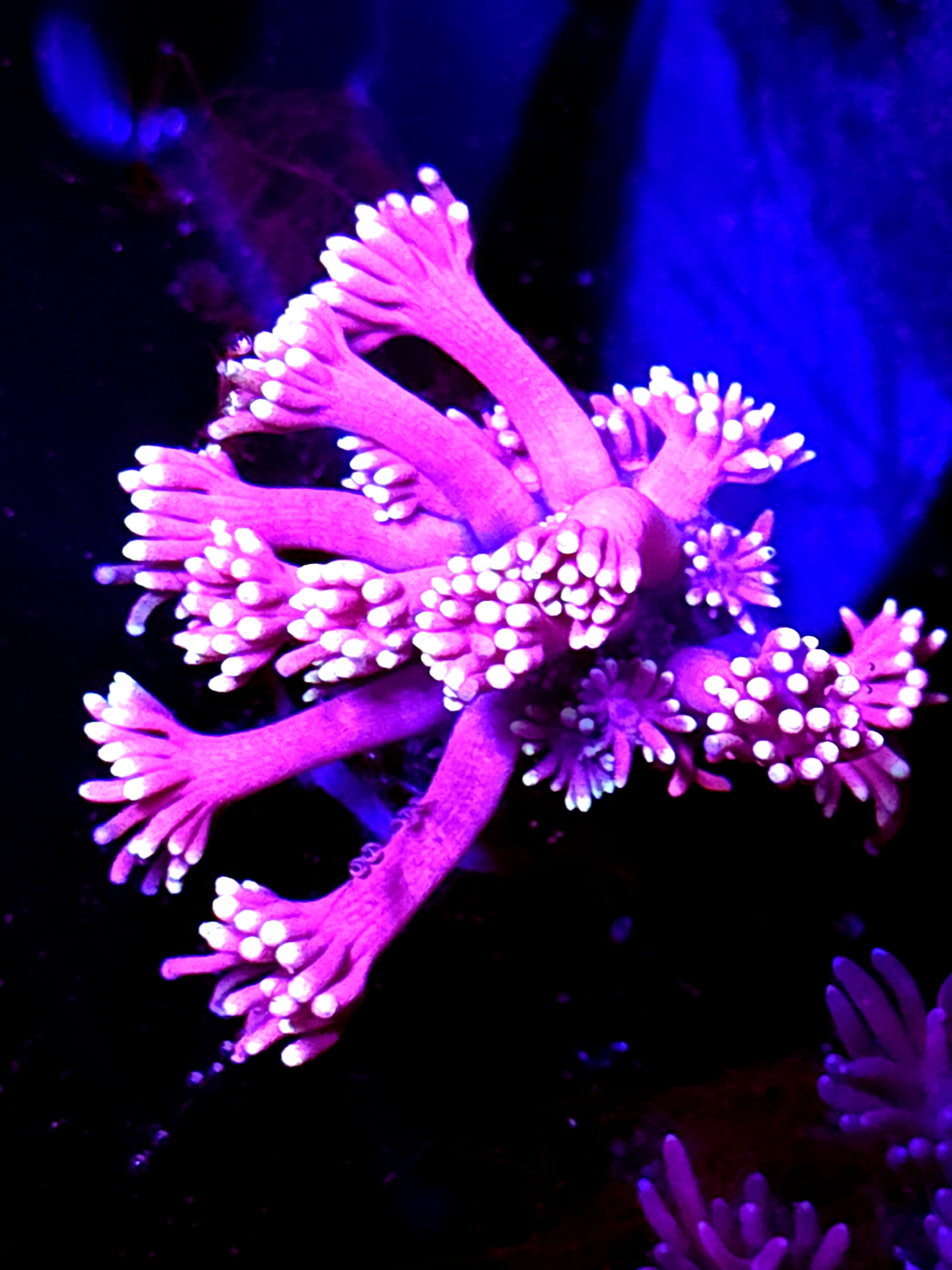 SBB "No Name" Goni Medium