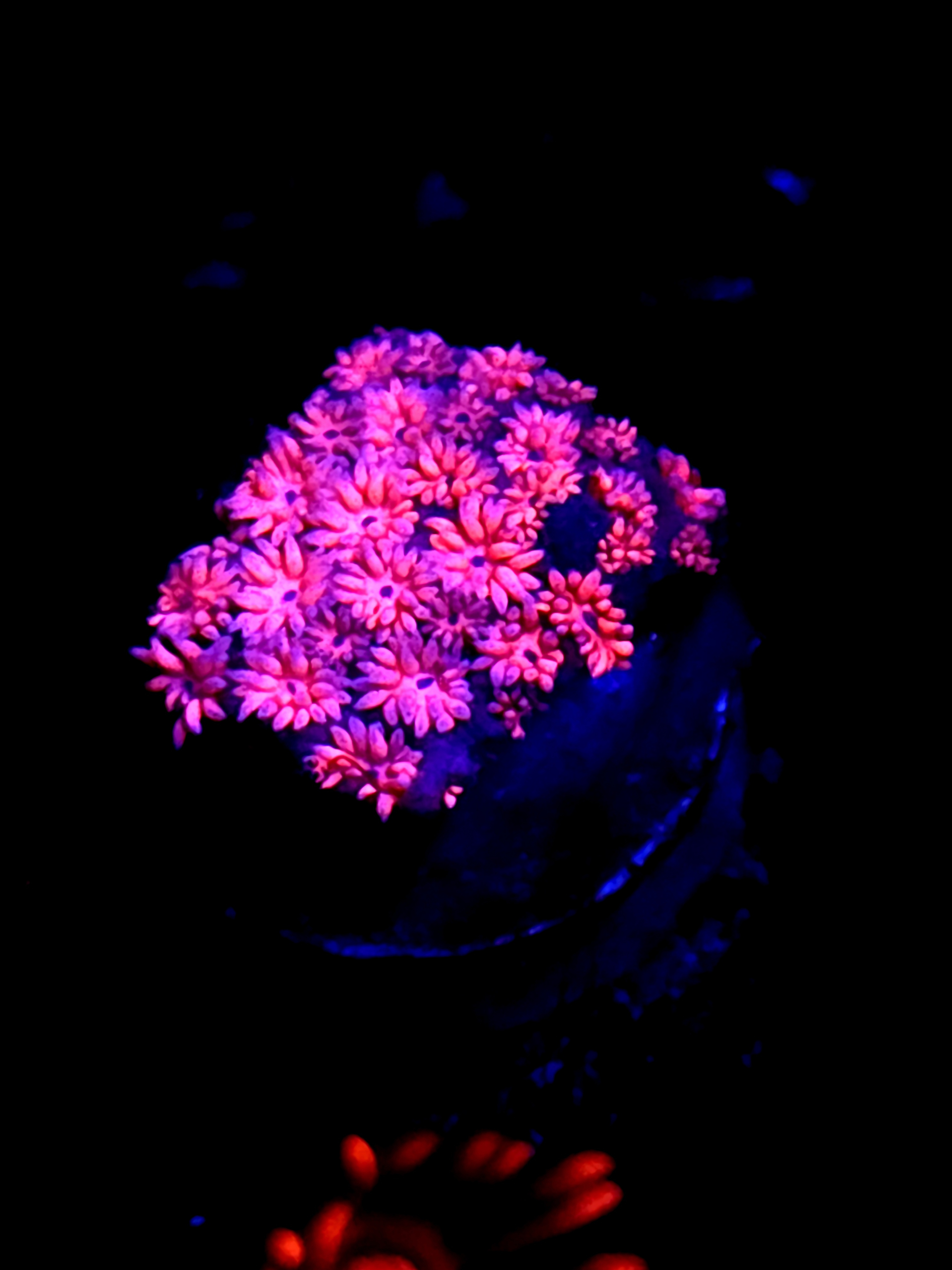 SBB "Byte Storm" Goni Medium