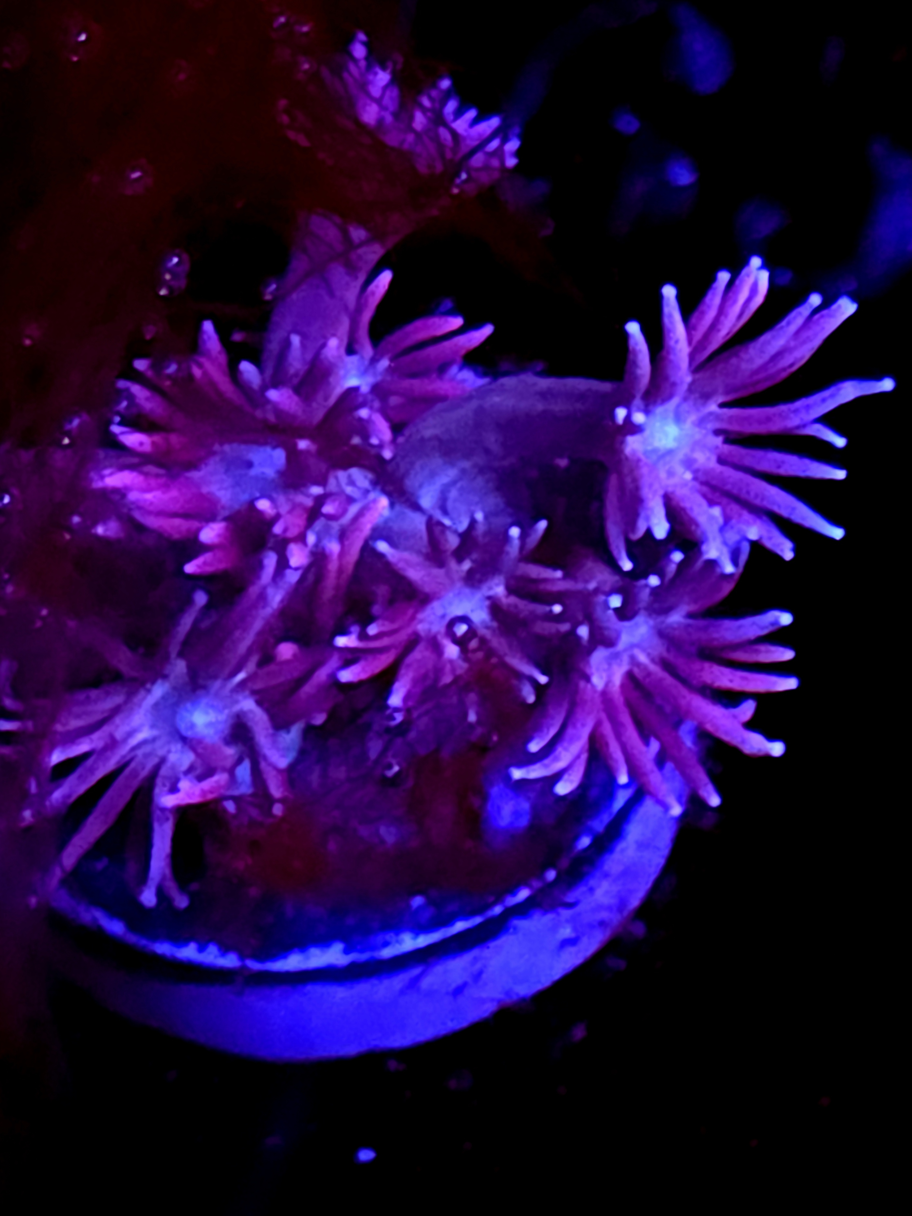 SBB "Mint Drift" Goni Medium