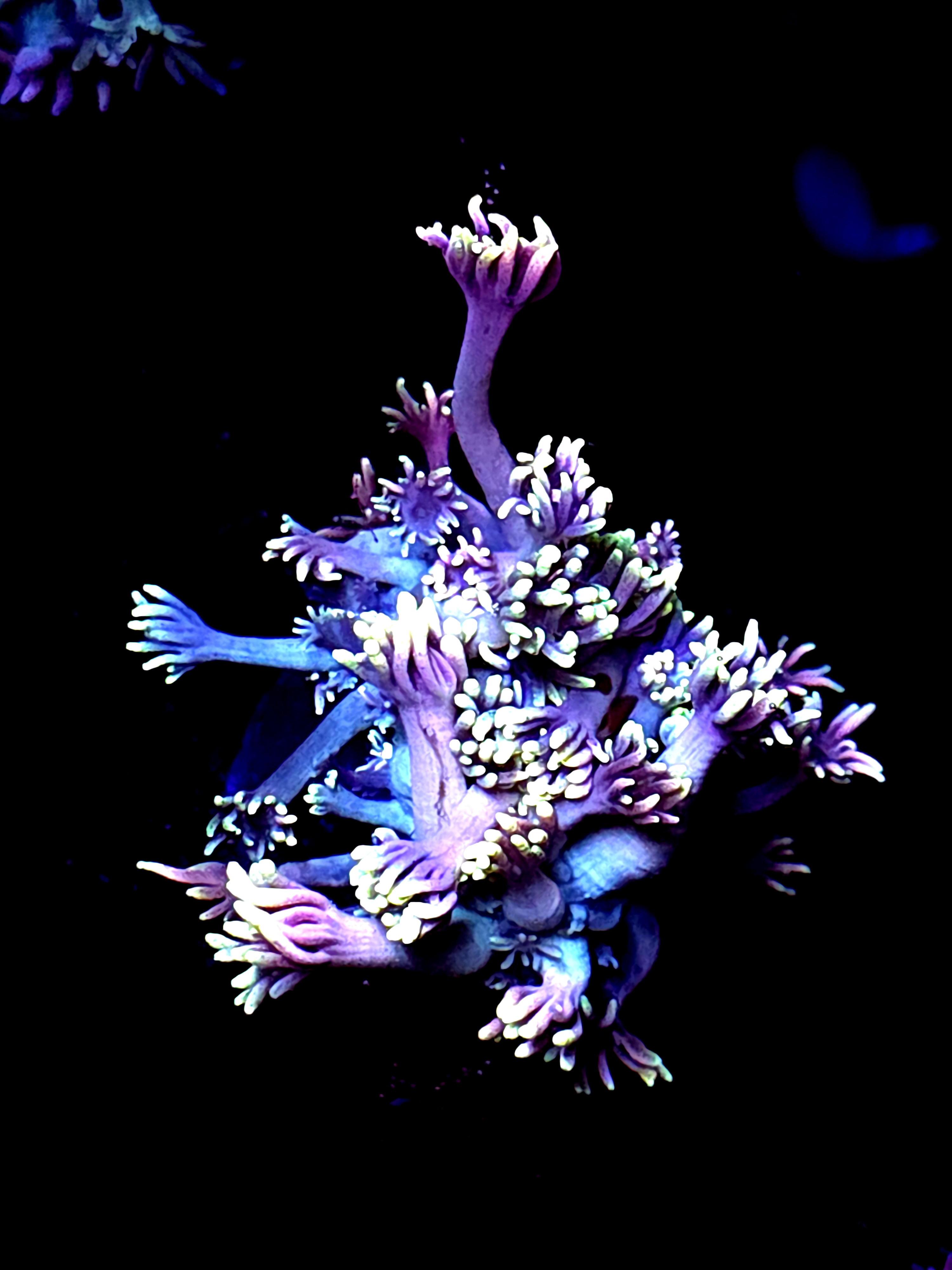 SBB "Mystery Signature" Goni Medium