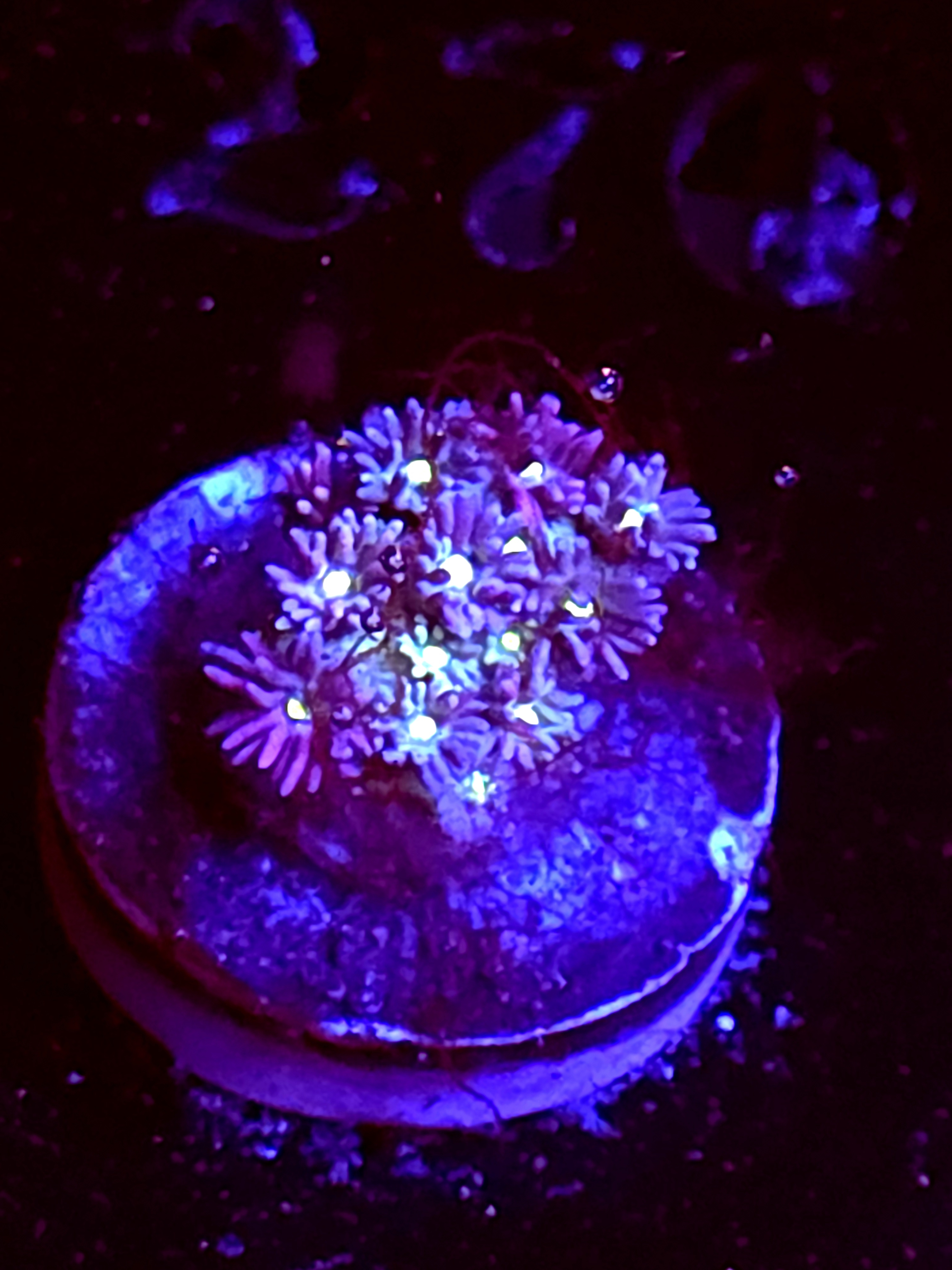 SBB "Zen Pedals" Goni Small