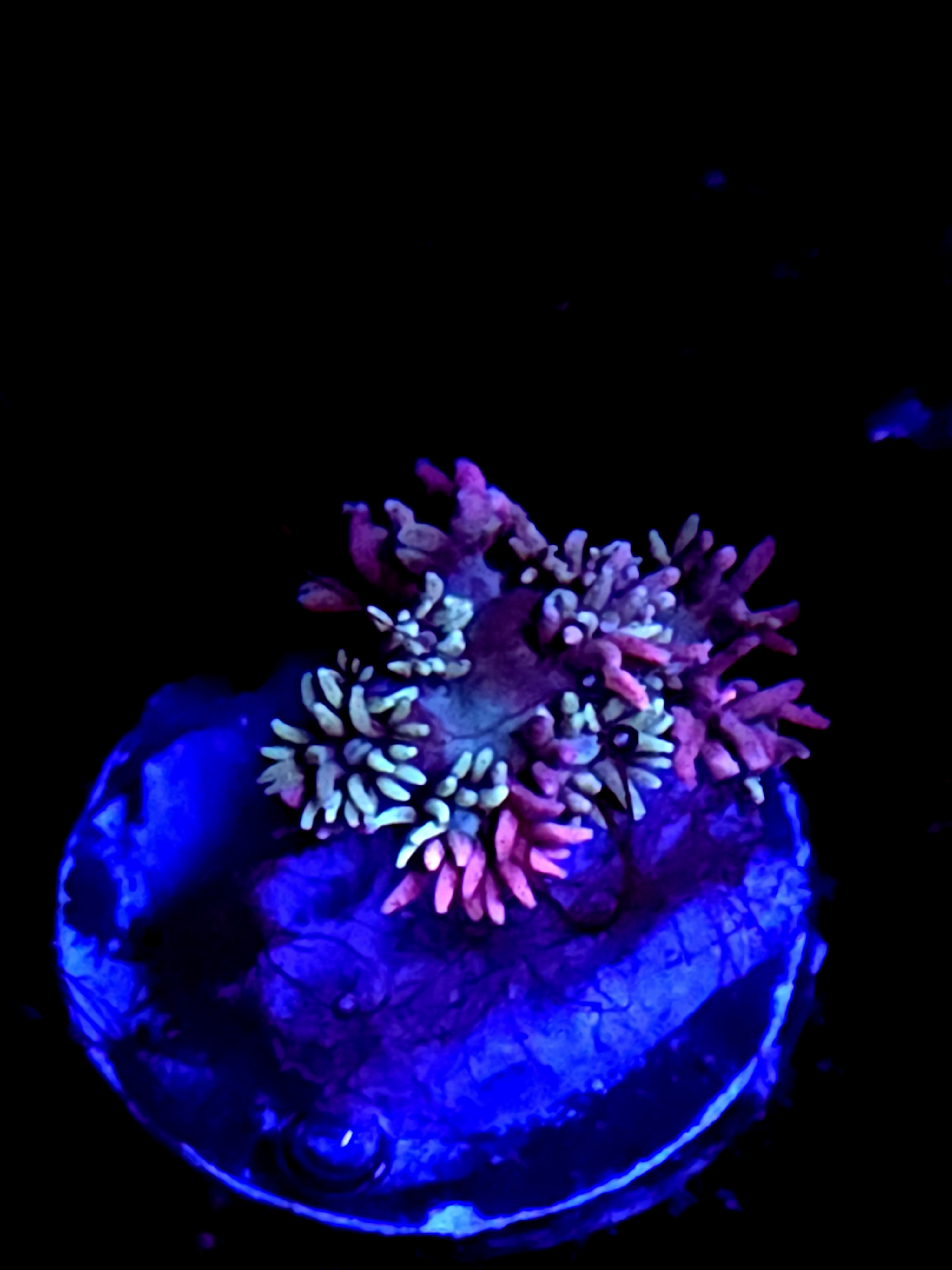 SBB "No Name" Goni Small