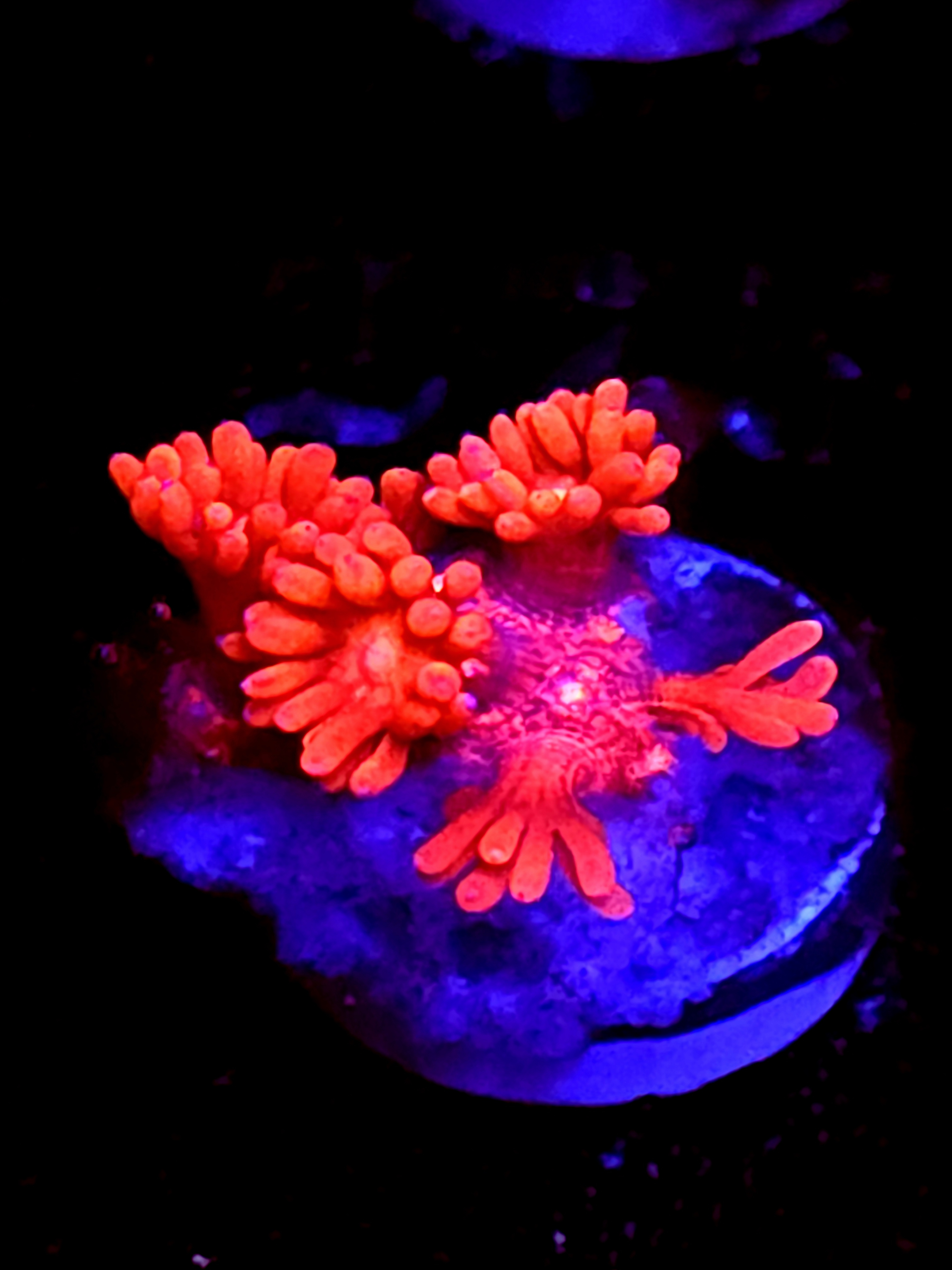 SBB "Mystery Signature" Goni Medium