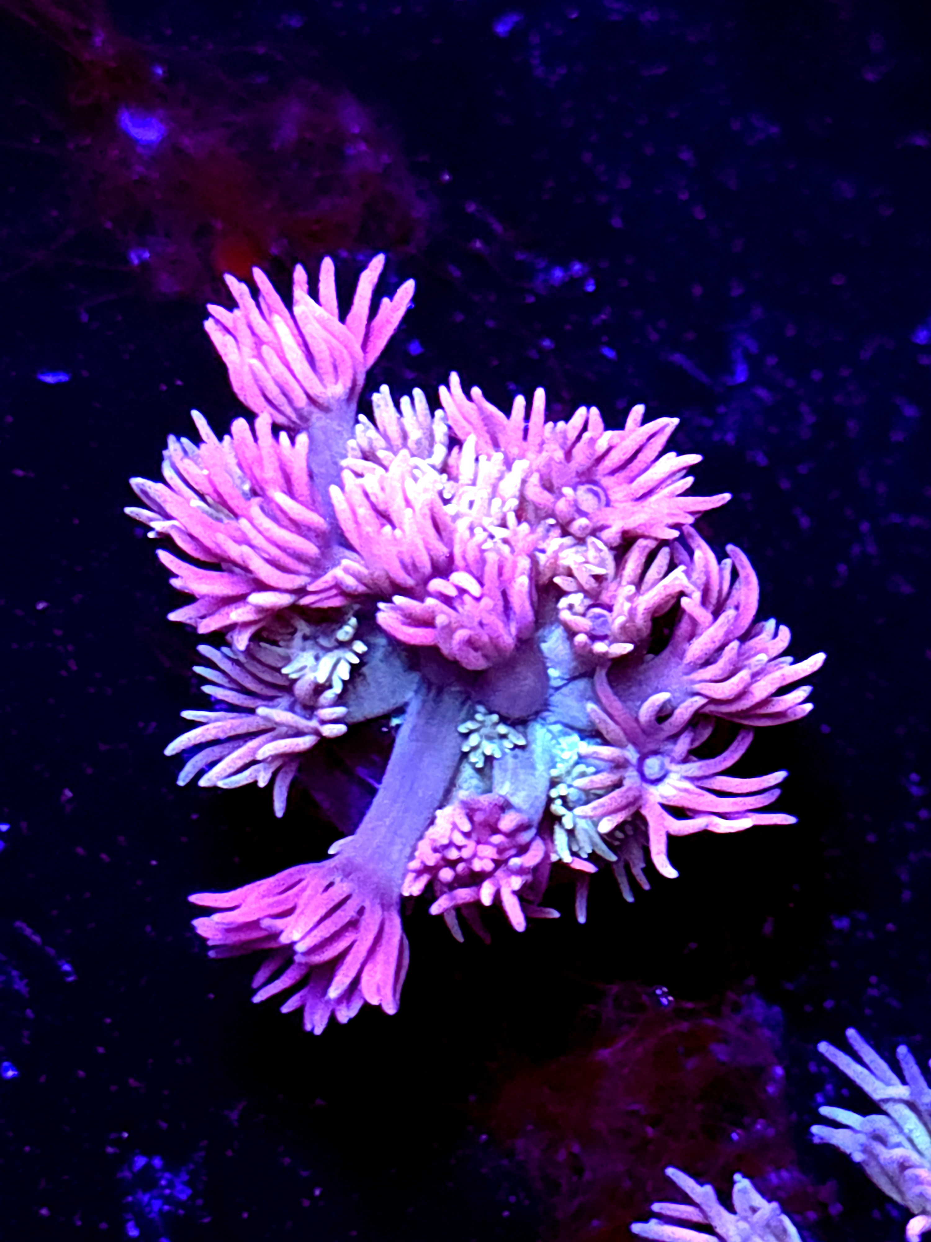 SBB Bubble Nectar" Goni Small