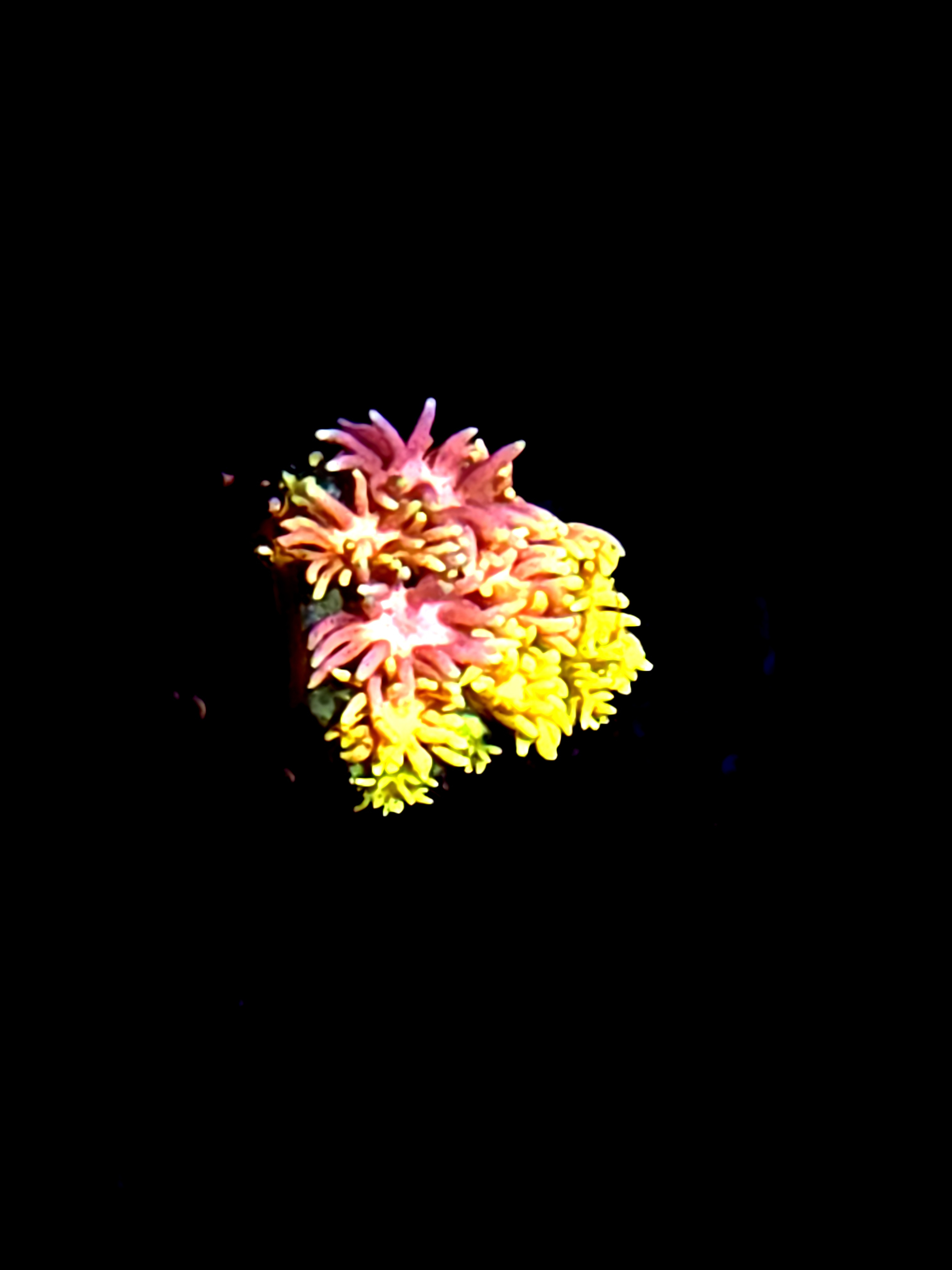 SBB "Sparkle Buddy" Goni Medium