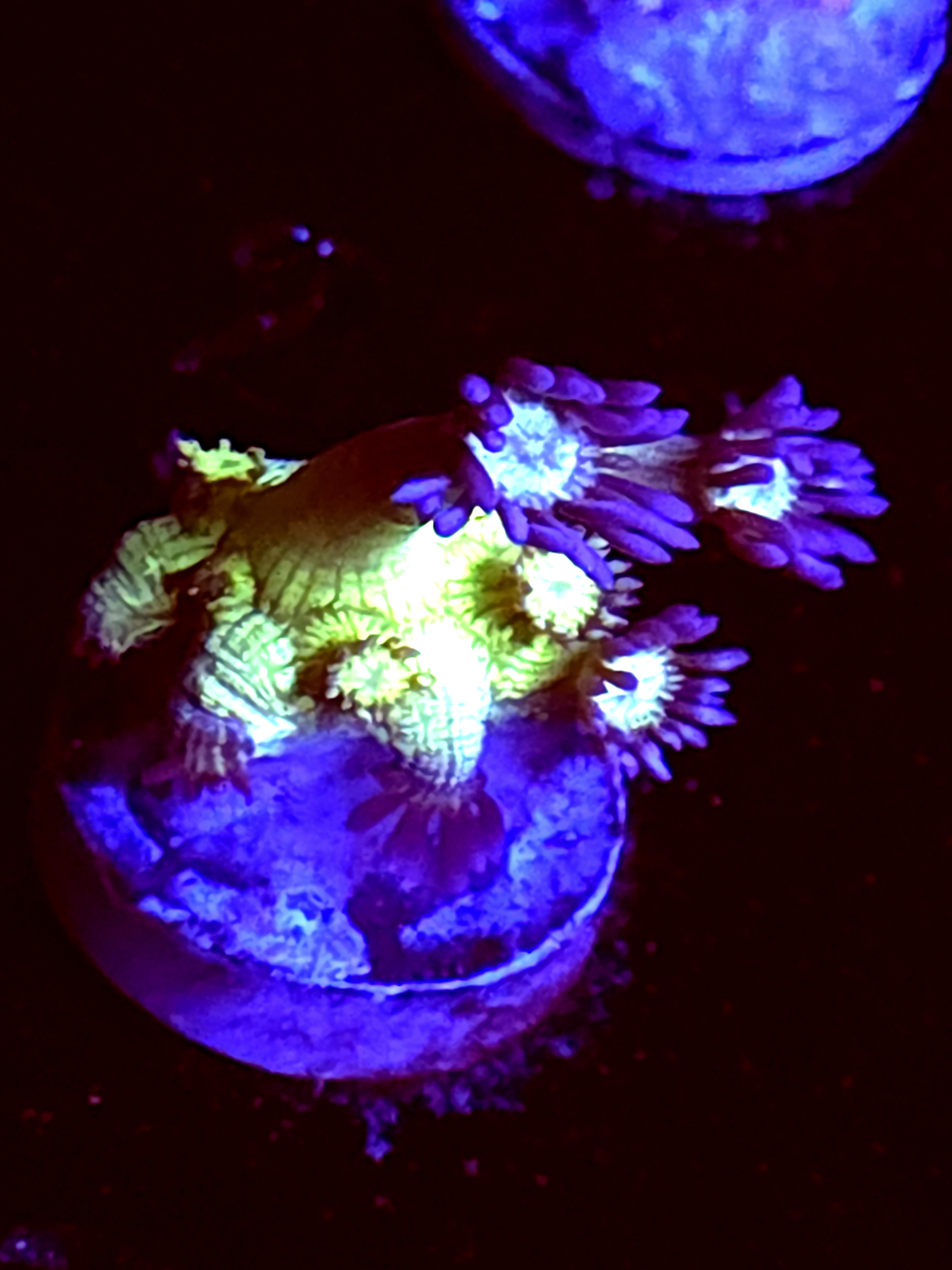 SBB "Gemstone" Goni Medium