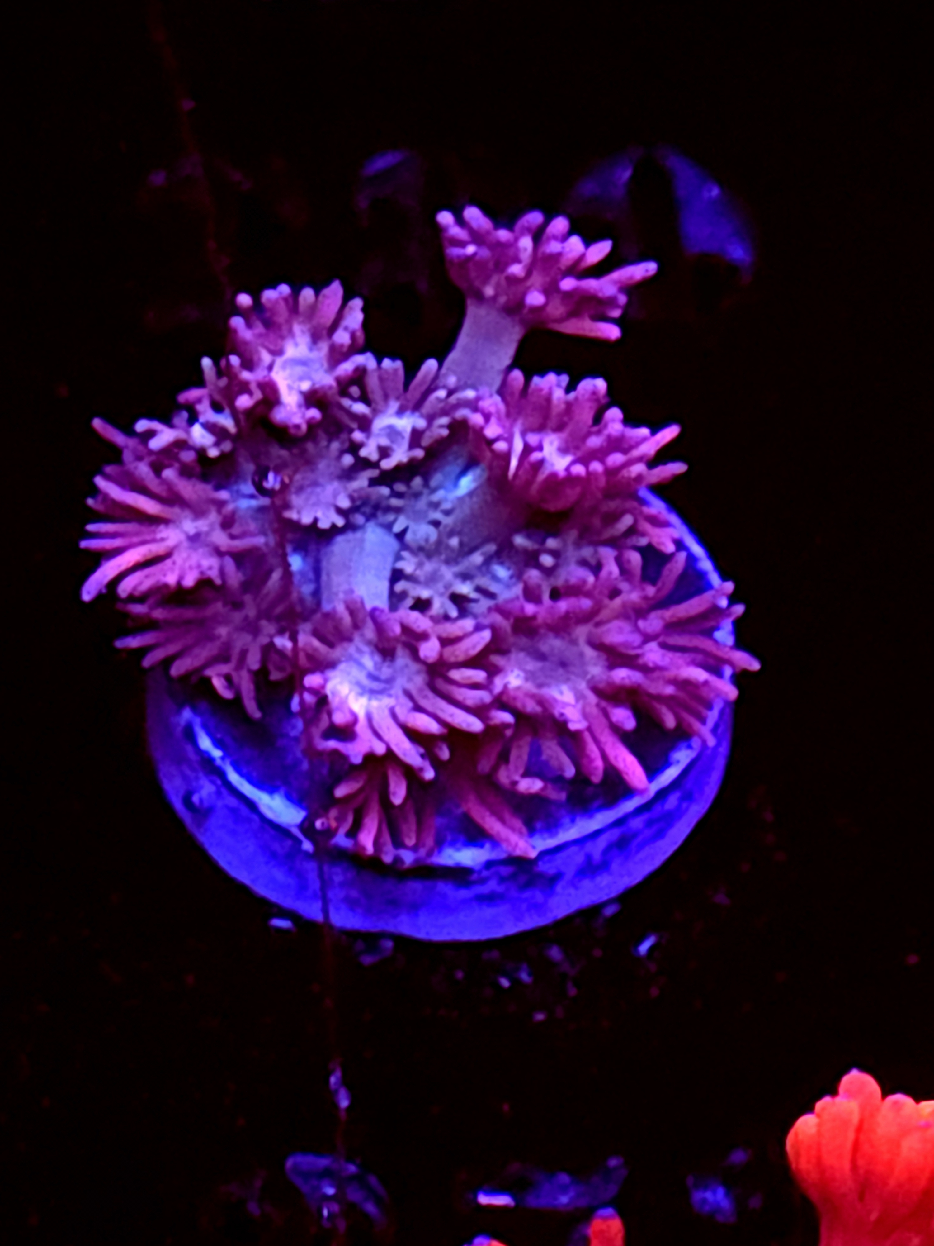 SBB "Citrus Fluff" Goni Small