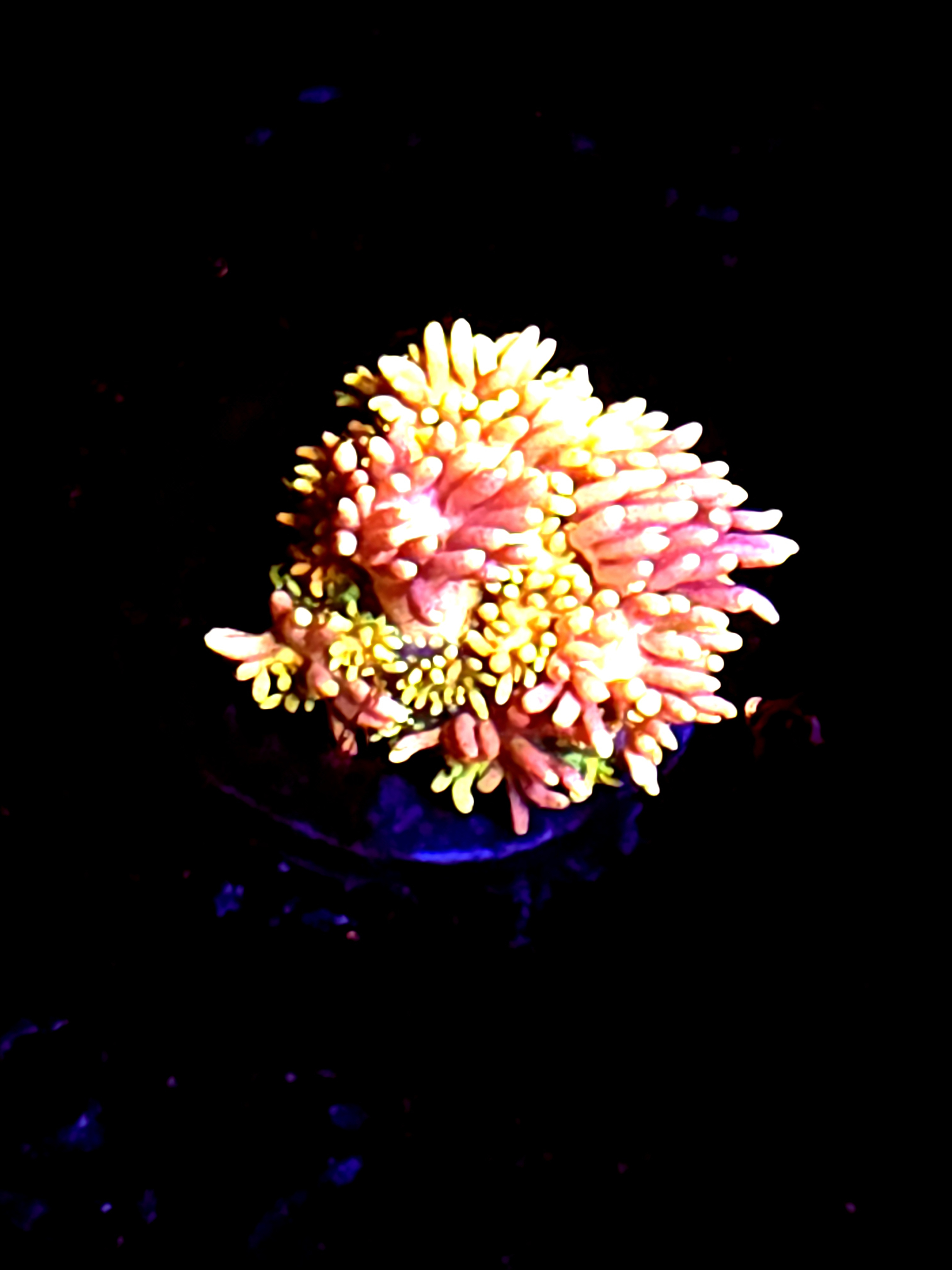 SBB "Frosty Fluffy" Goni Medium