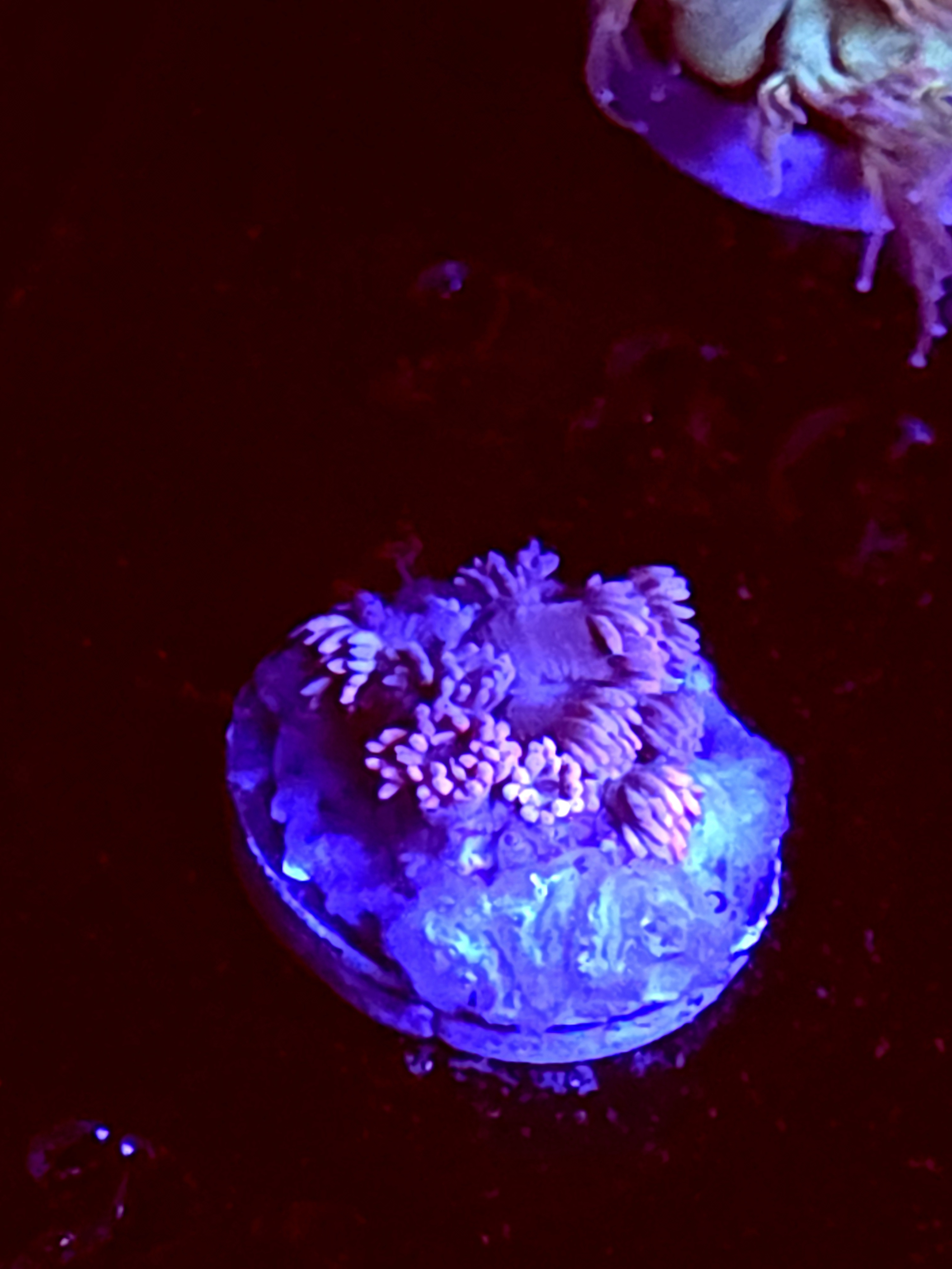 SBB "No Name" Goni Medium