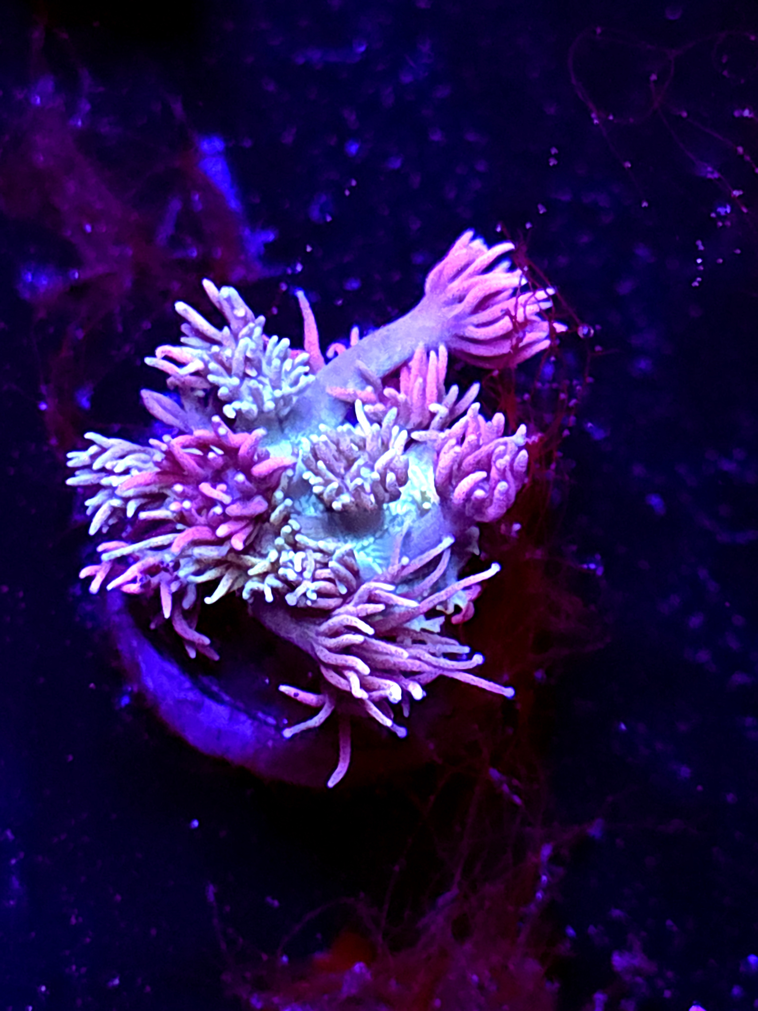 SBB Bubble Nectar" Goni Small