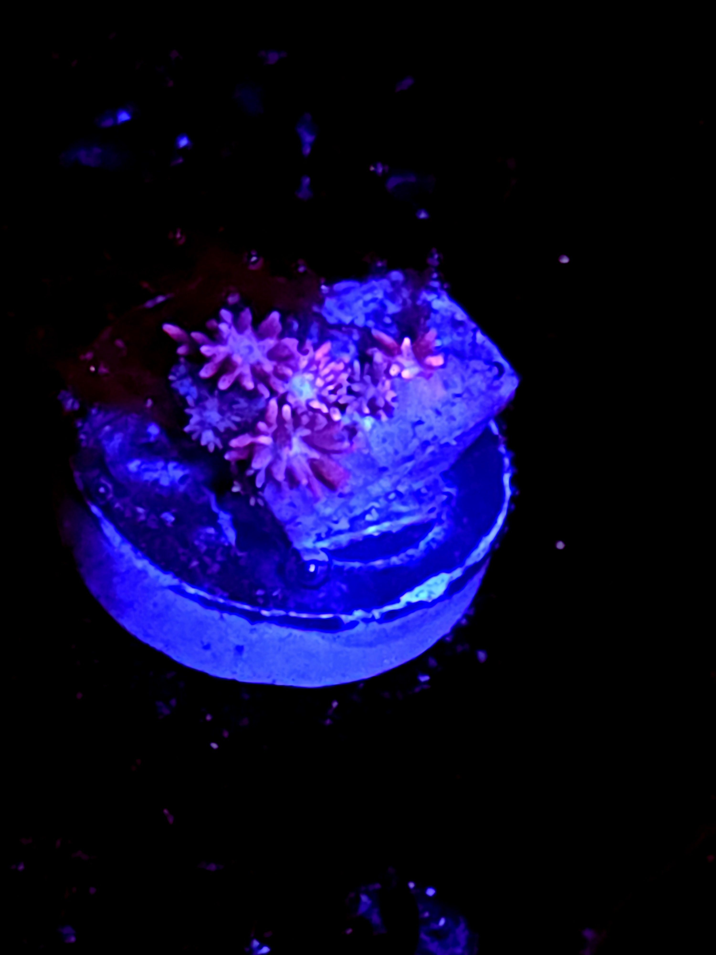 SBB "Mint Drift" Goni Small