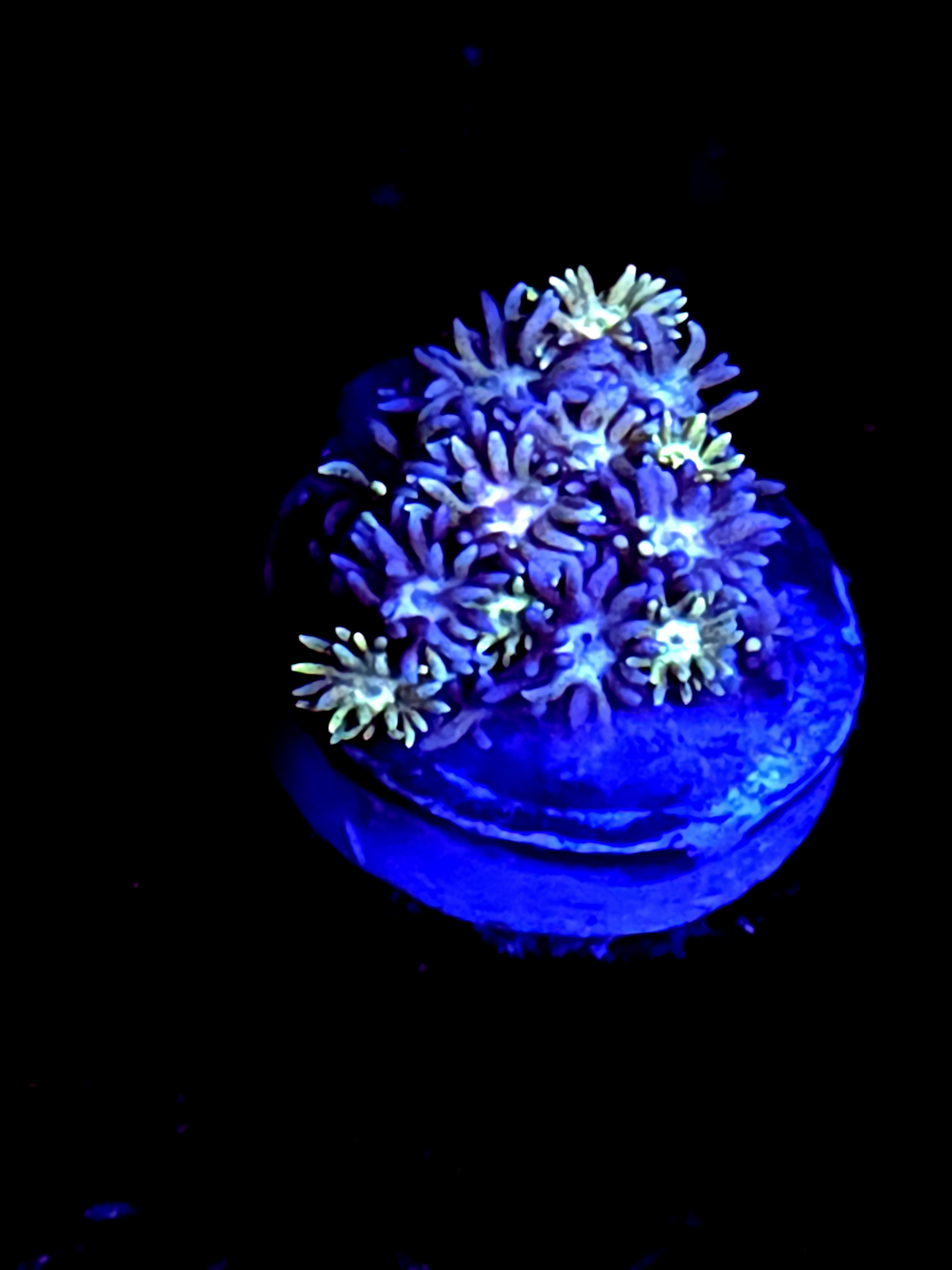 SBB "Blue Rainbow" Goni Medium