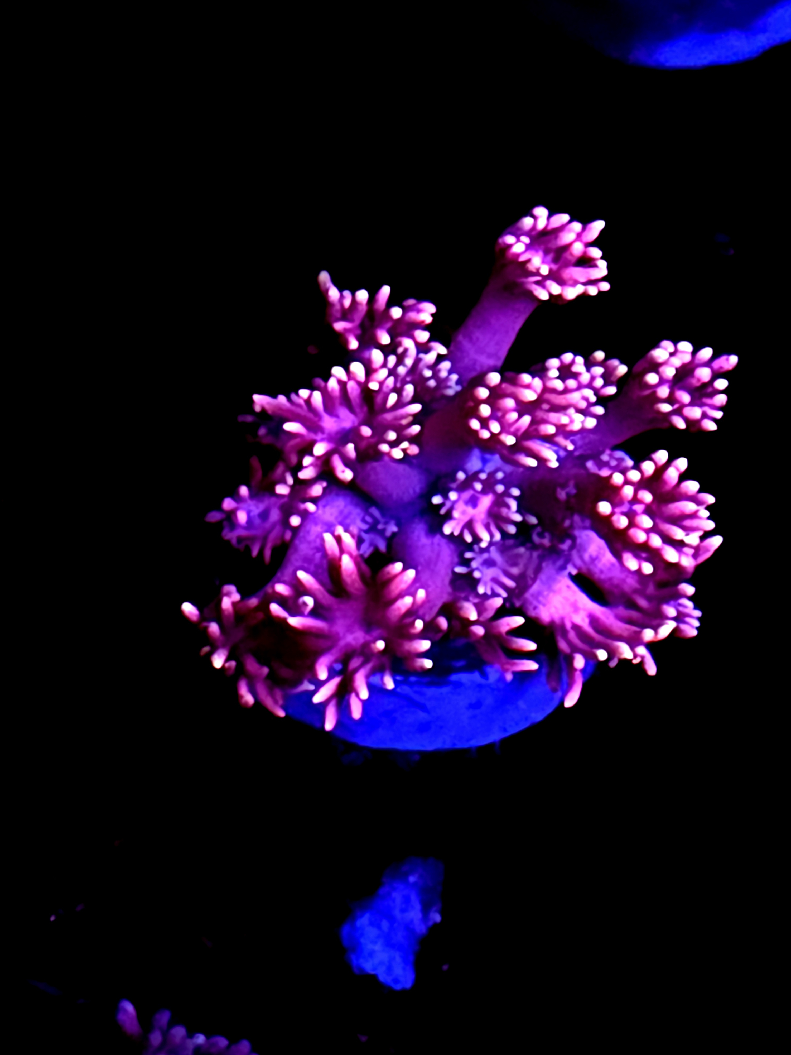 SBB "Flare Meadow" Goni Medium