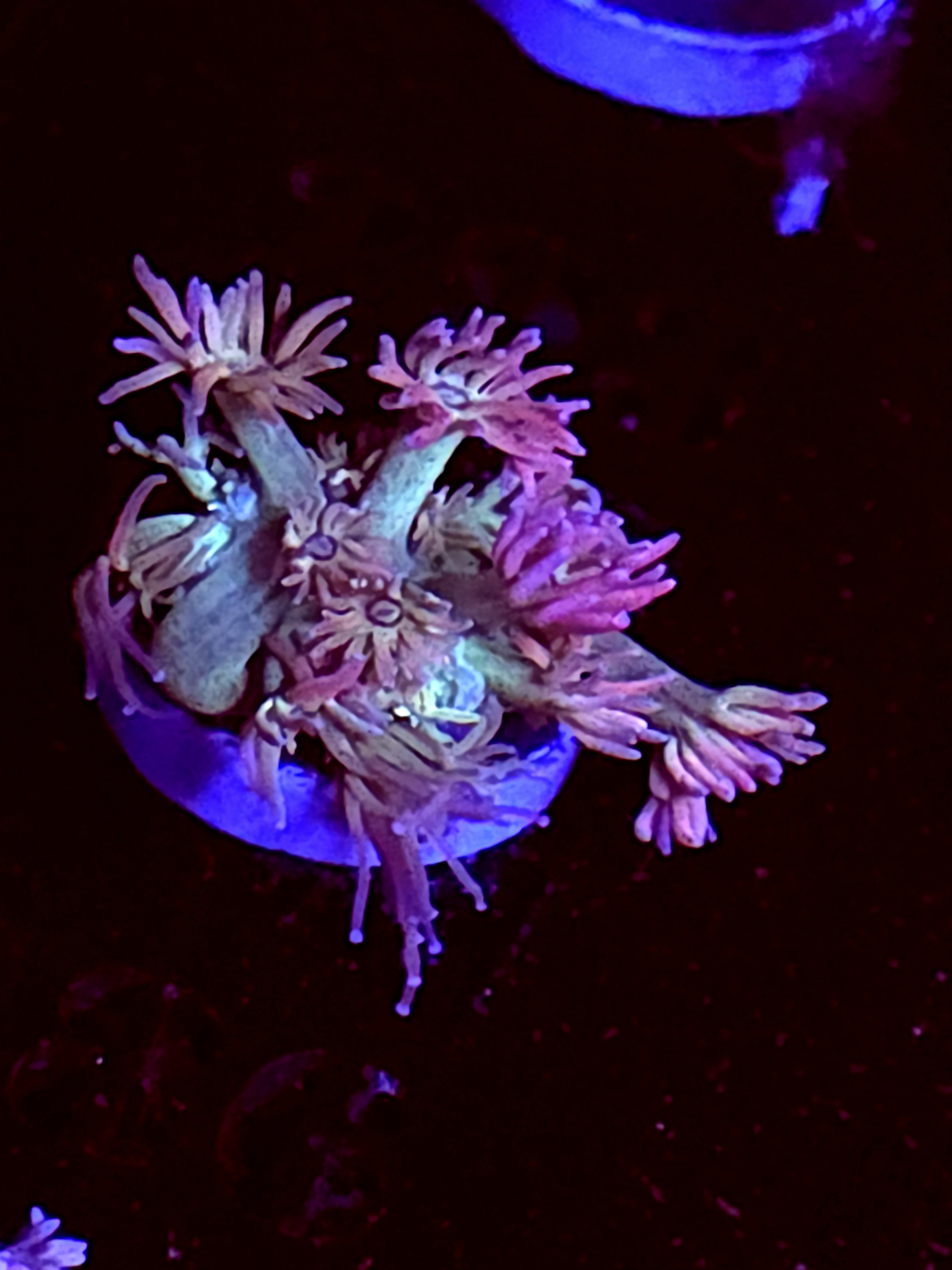 SBB "Mystery Signature" Goni Small