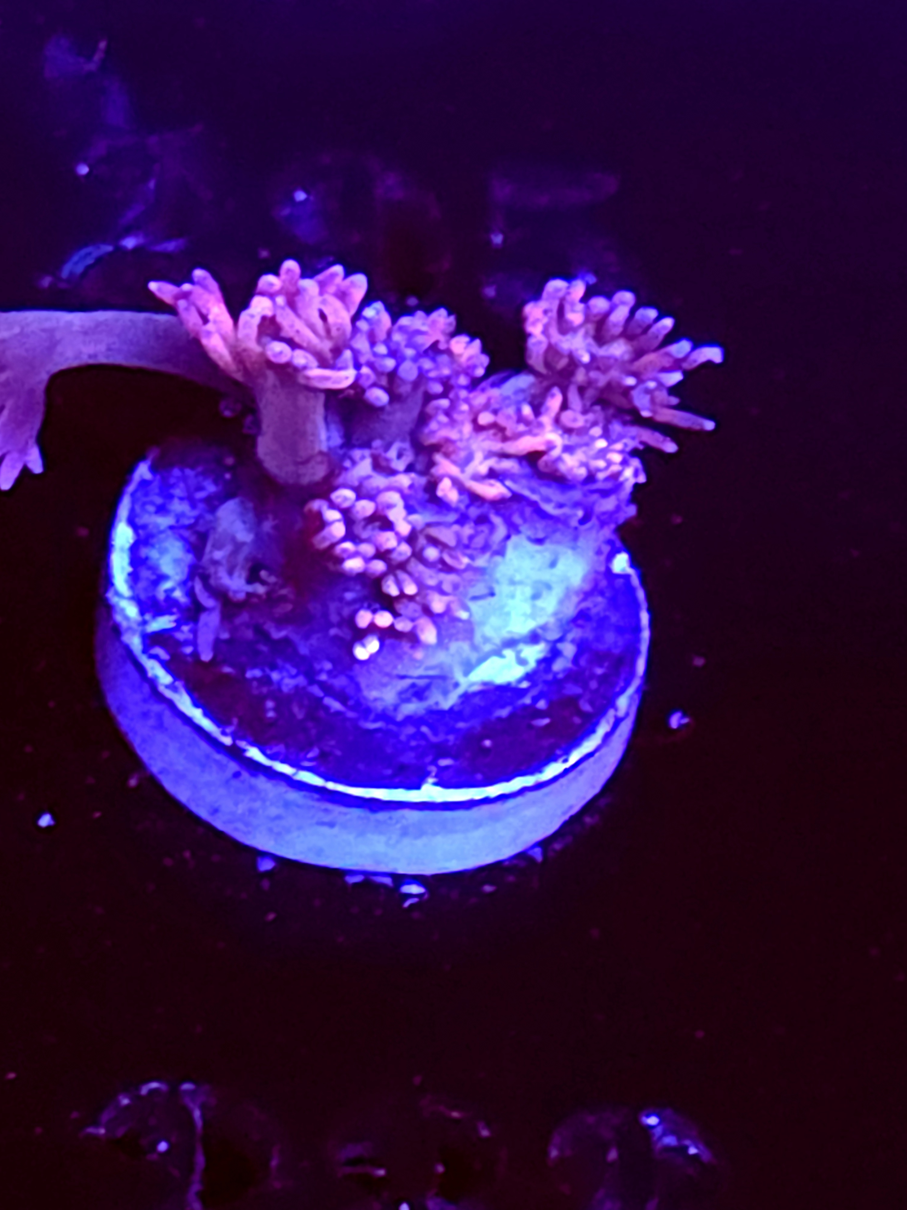 SBB "Sunset Fizz" Goni Small